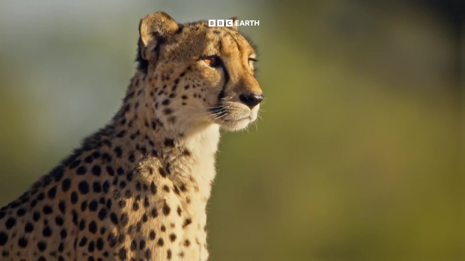 BBCEarth