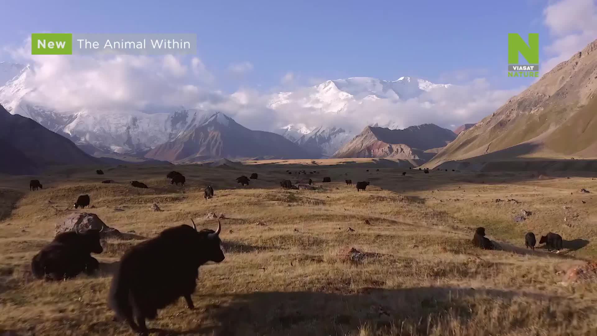 ViasatNature