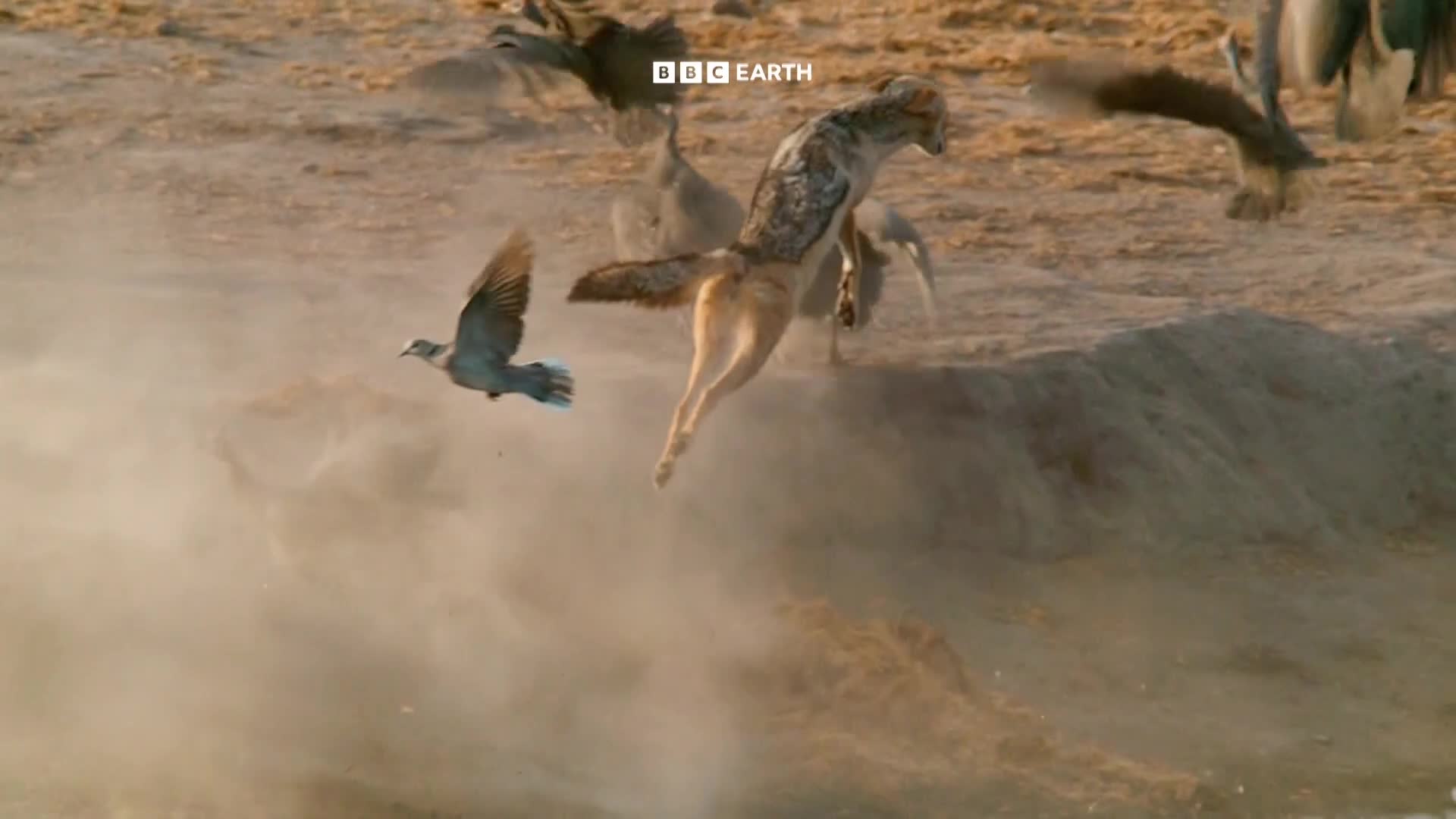 BBCEarth