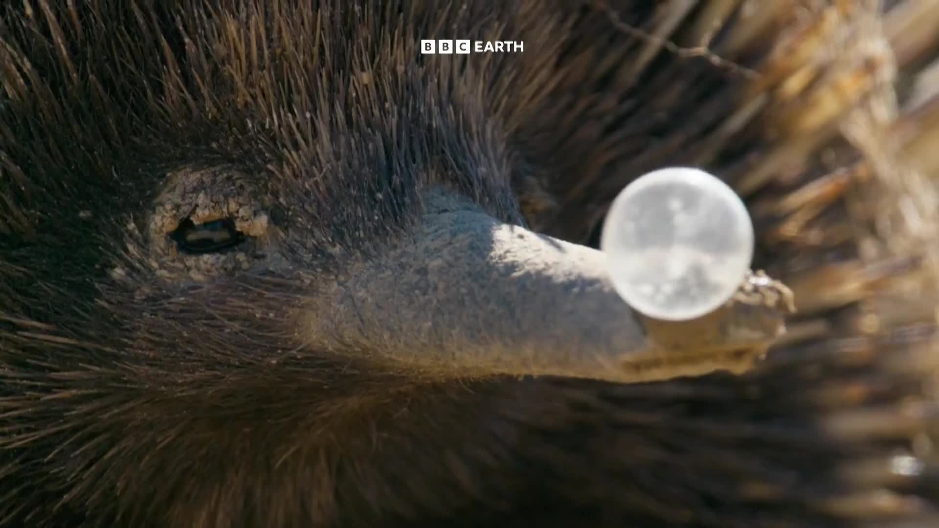 BBCEarth