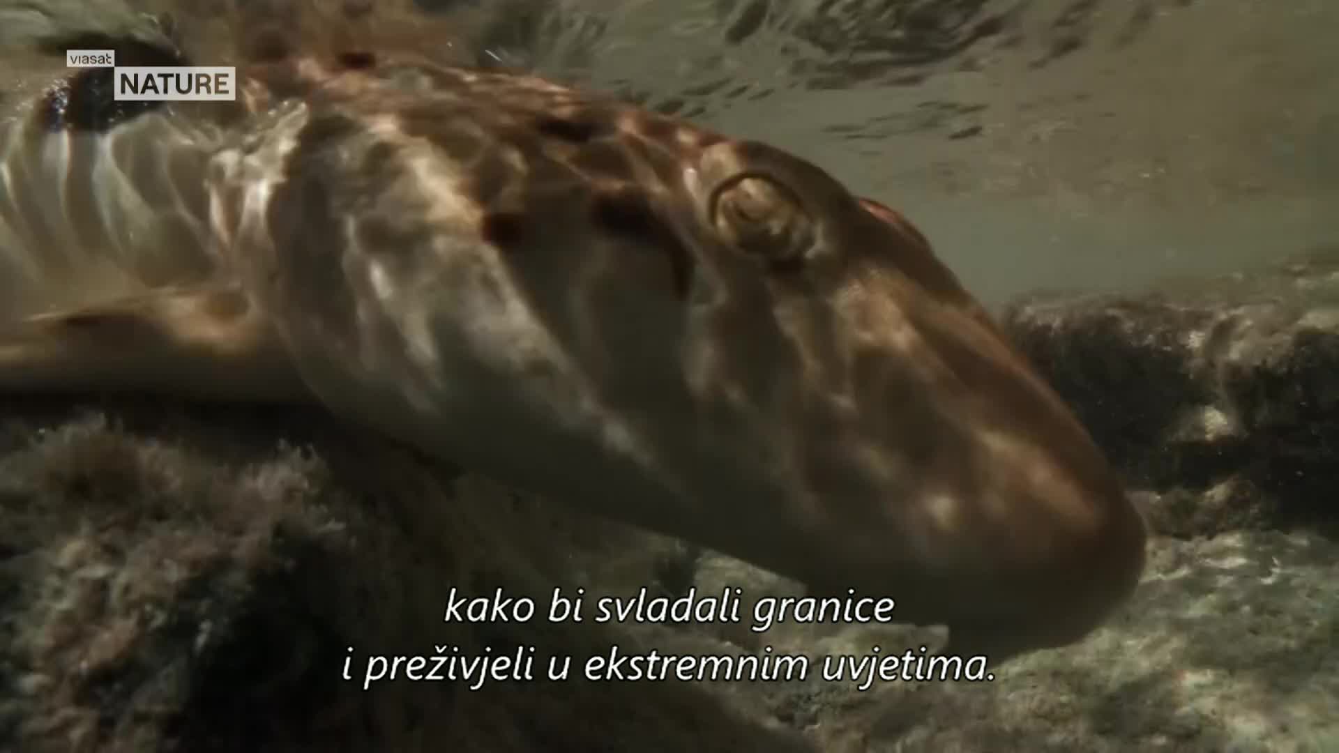 ViasatNature