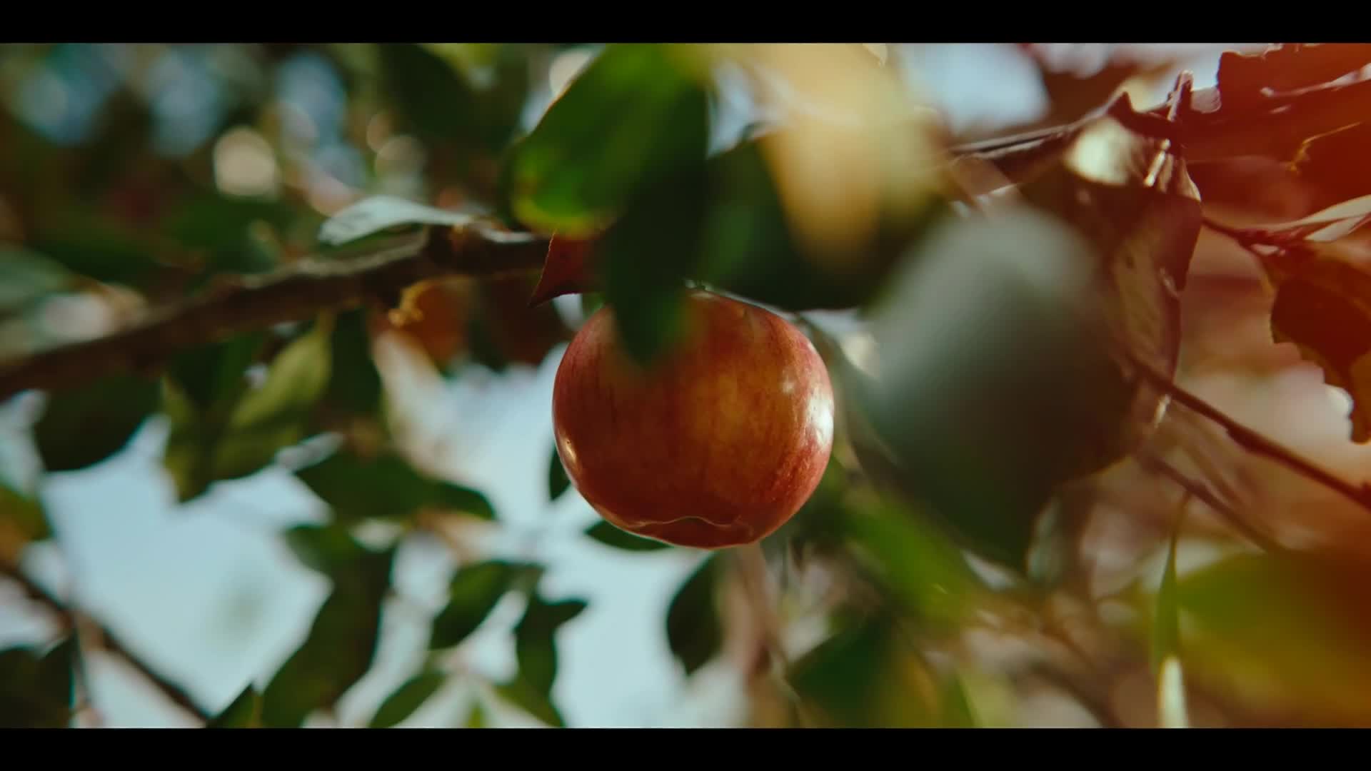 HNTV