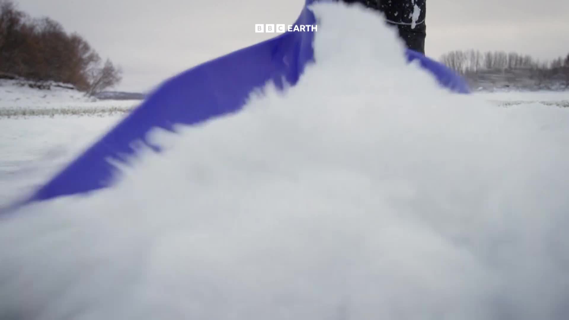 BBCEarth