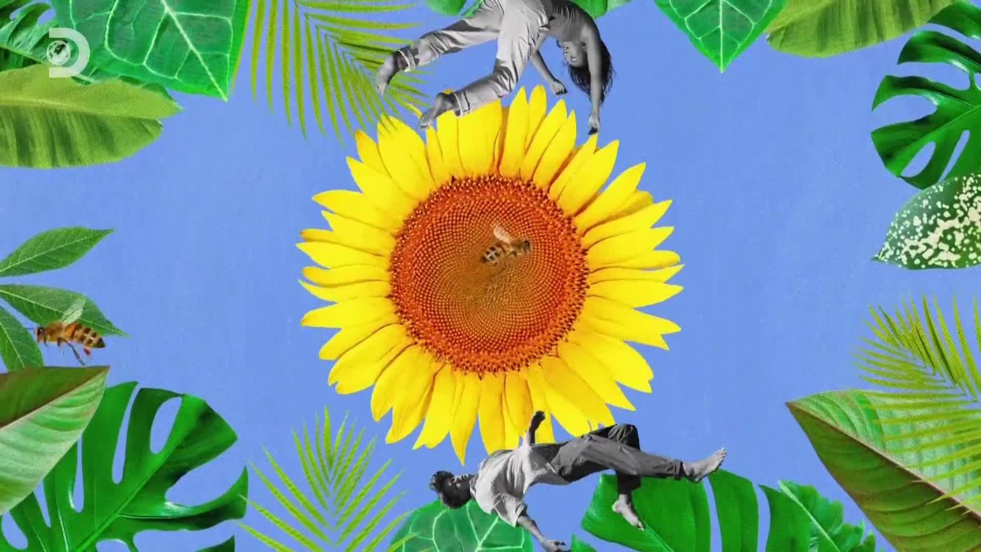ViasatExplorer
