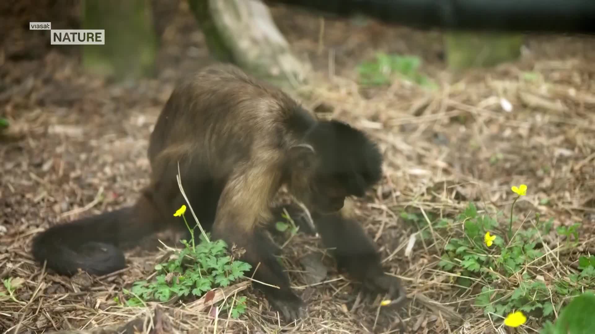 ViasatNature