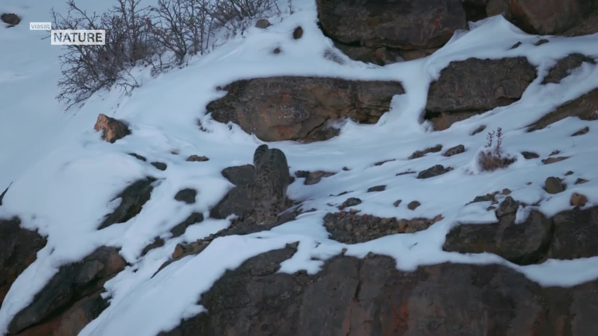 ViasatNature