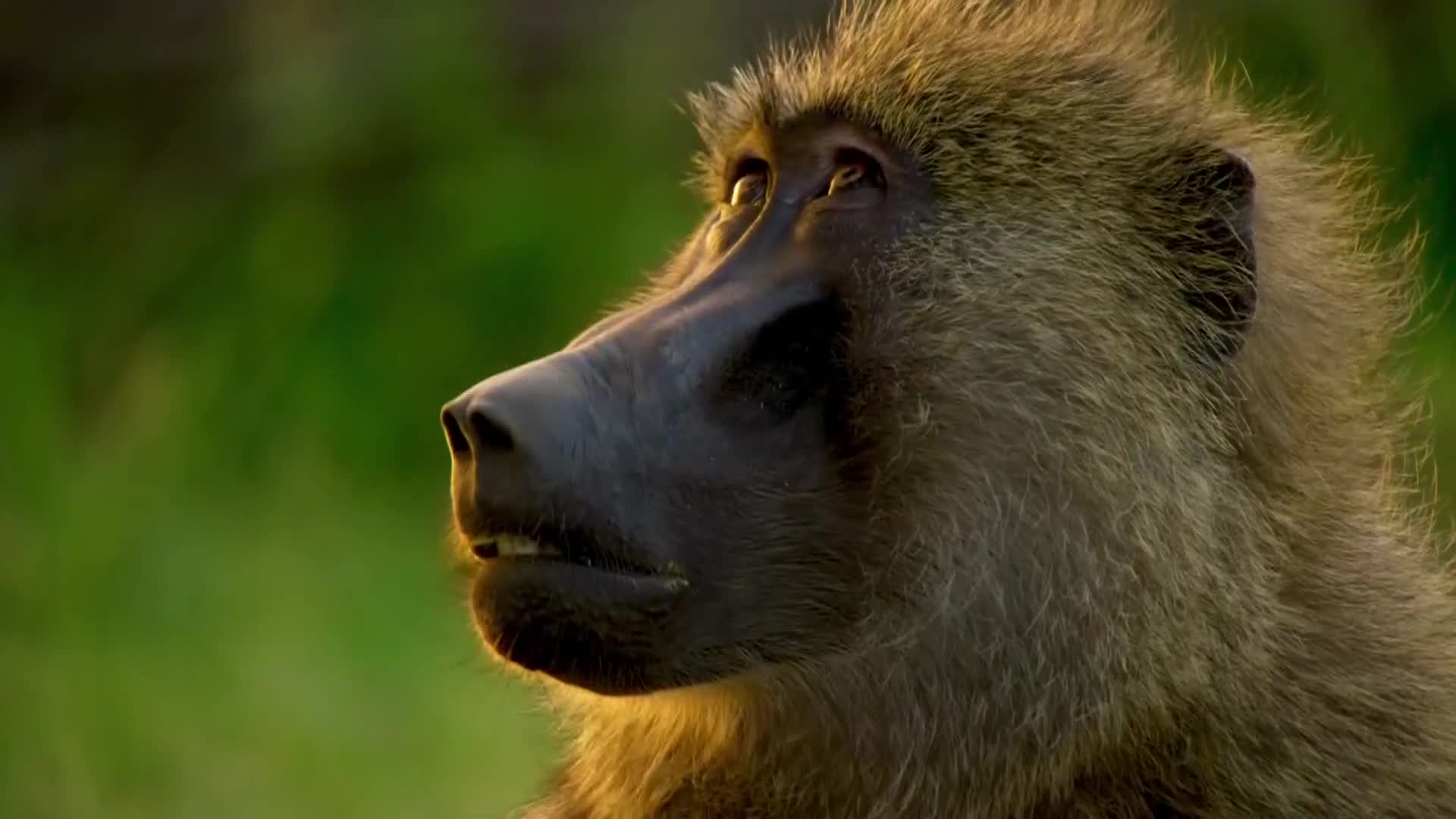 BBCEarth