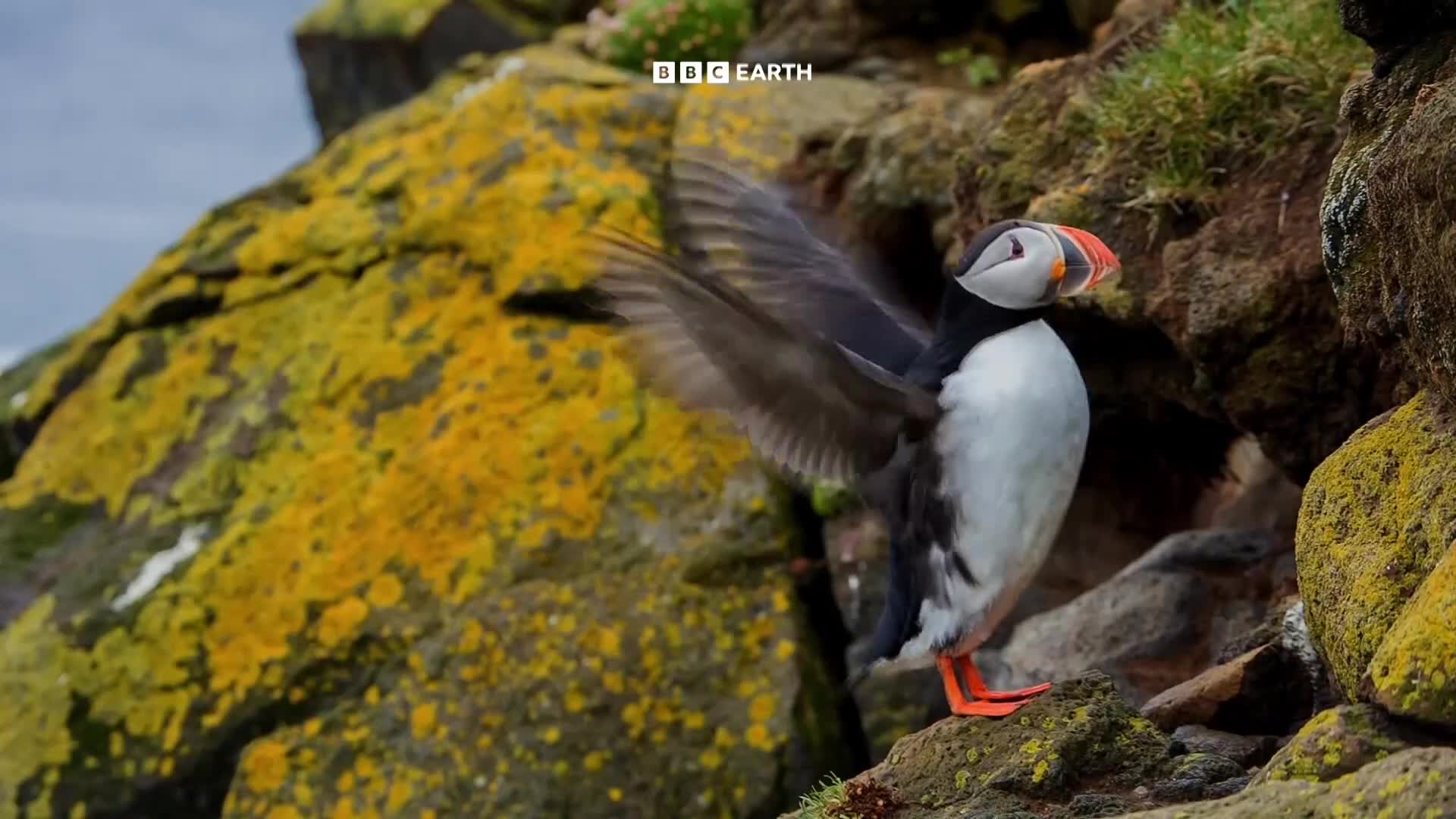 BBCEarth
