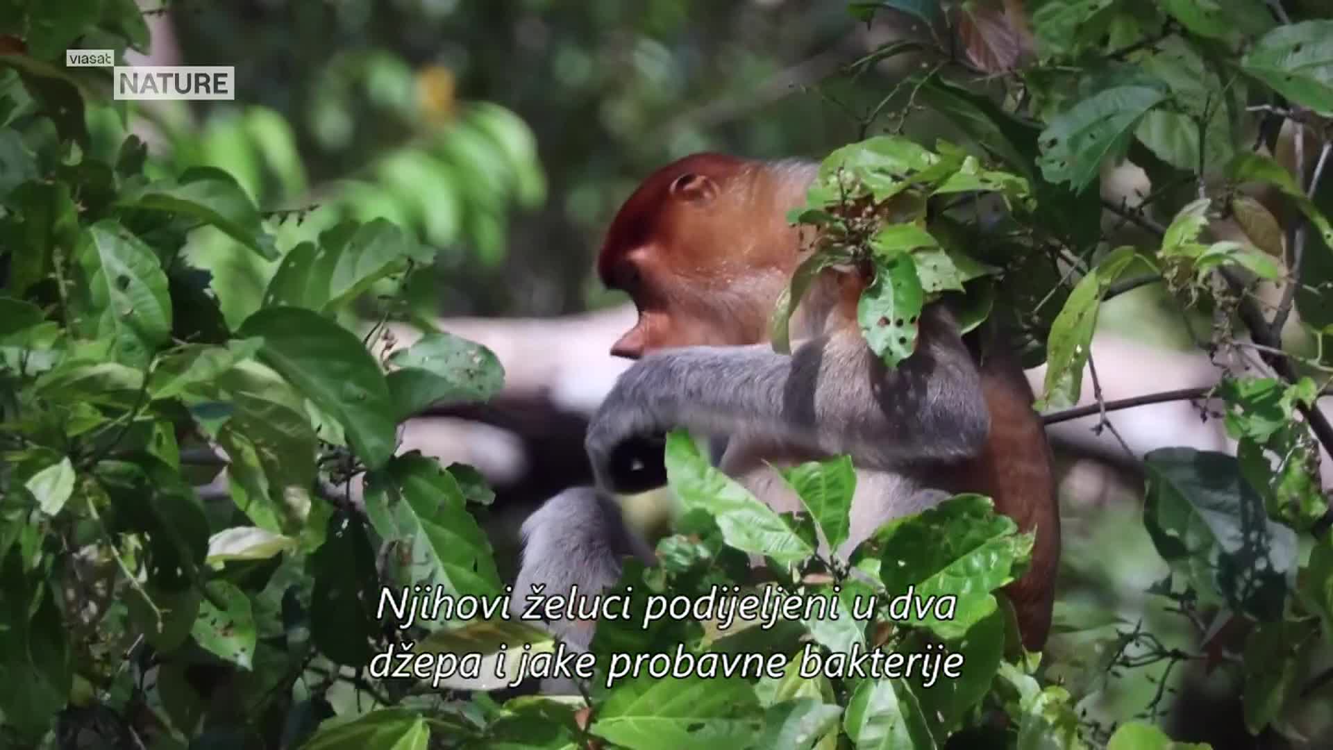 ViasatNature