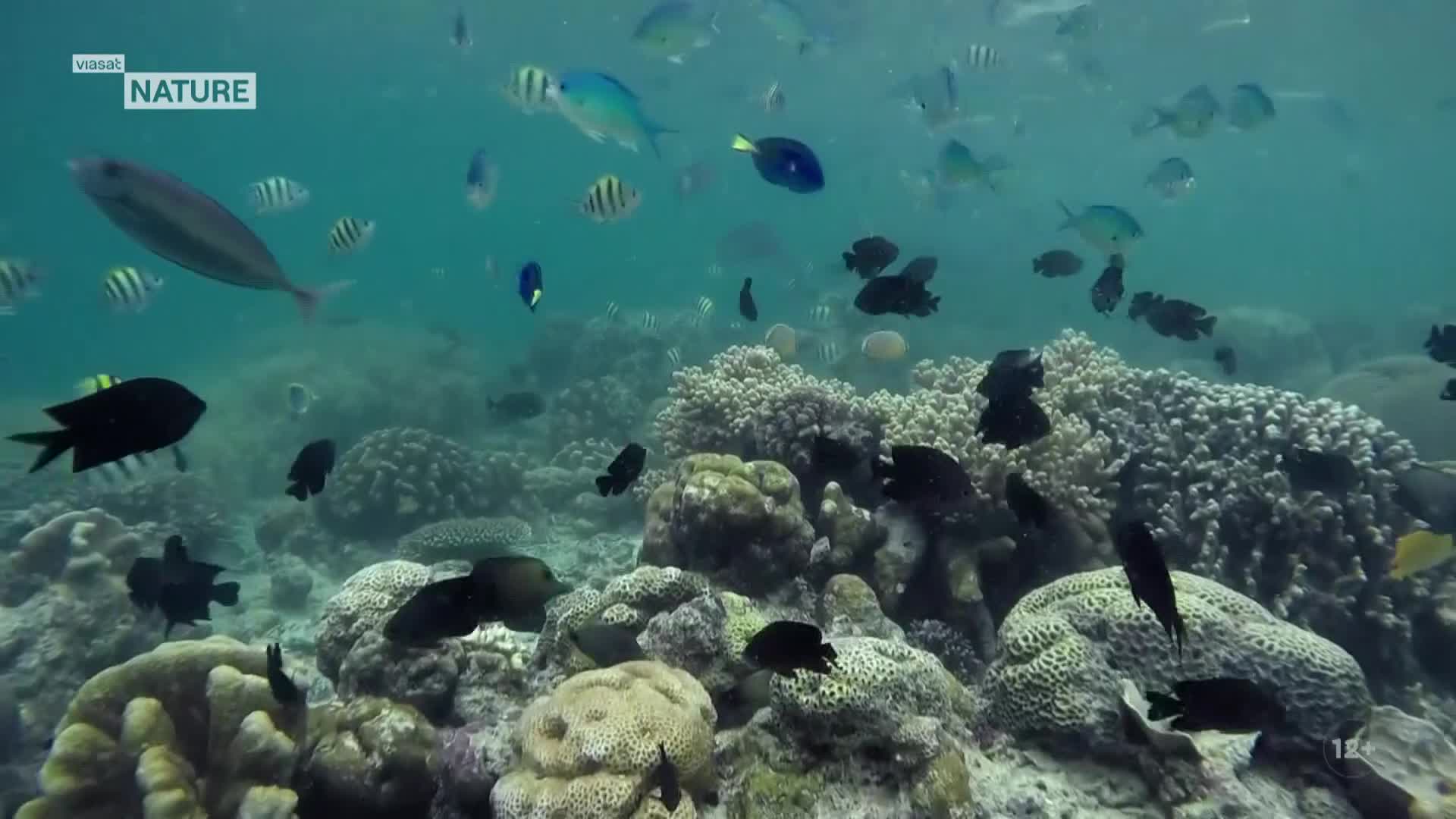 ViasatNature