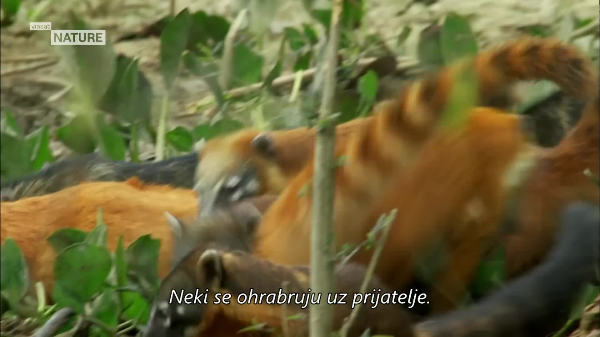 ViasatNature