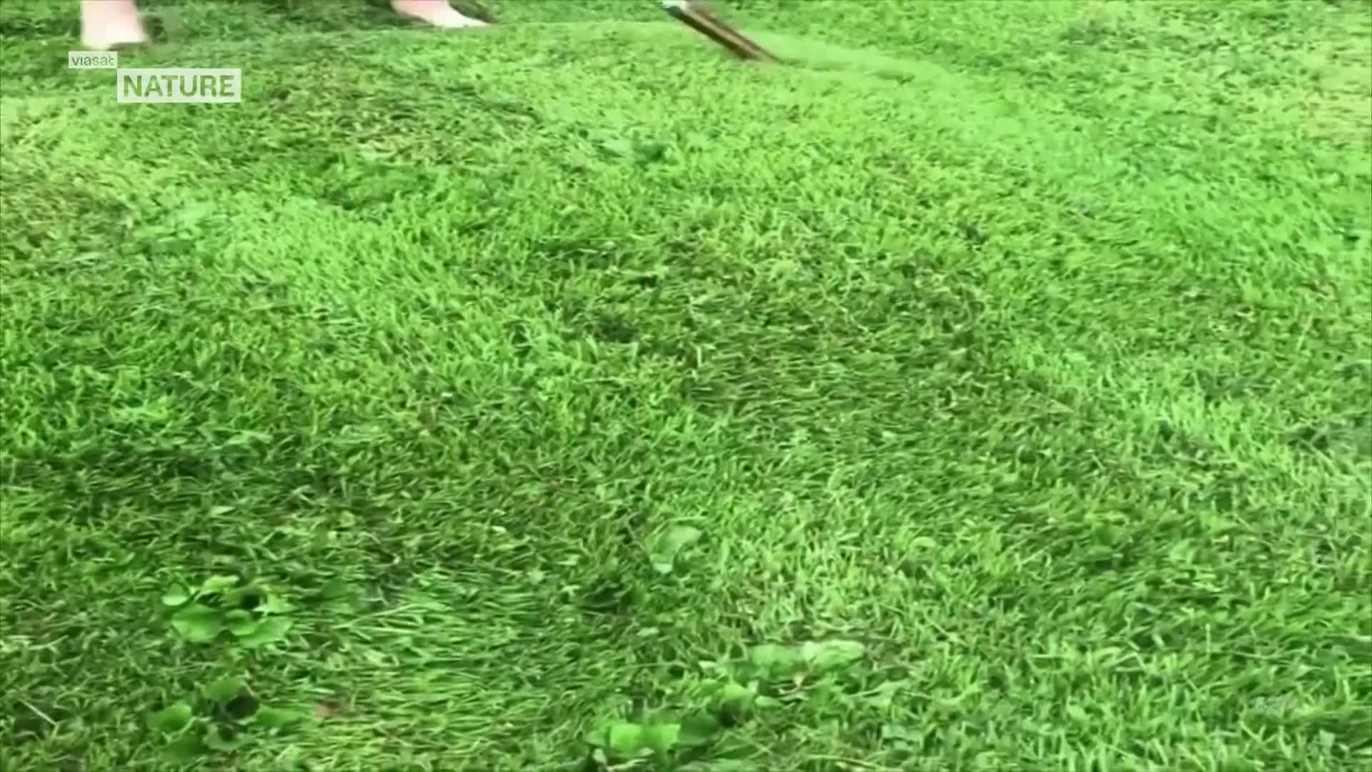 ViasatNature