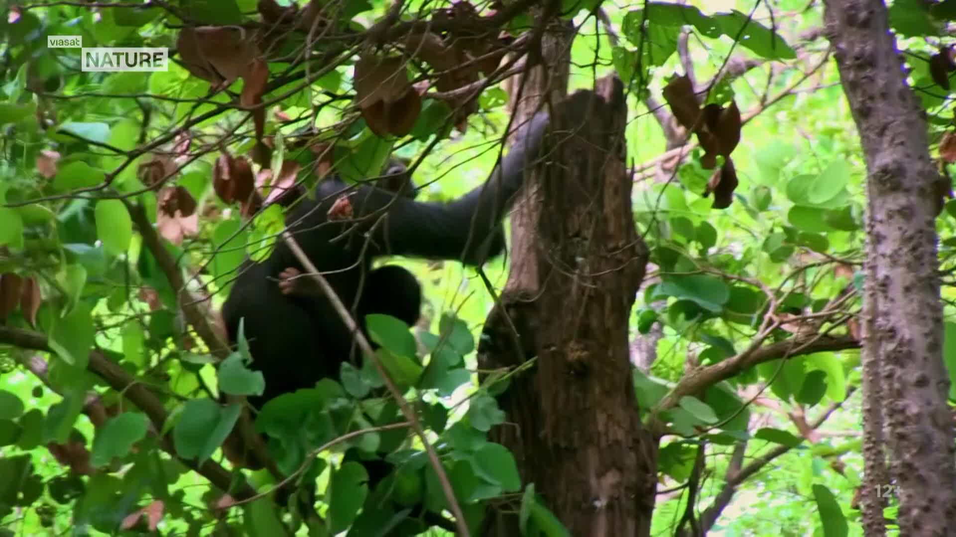 ViasatNature
