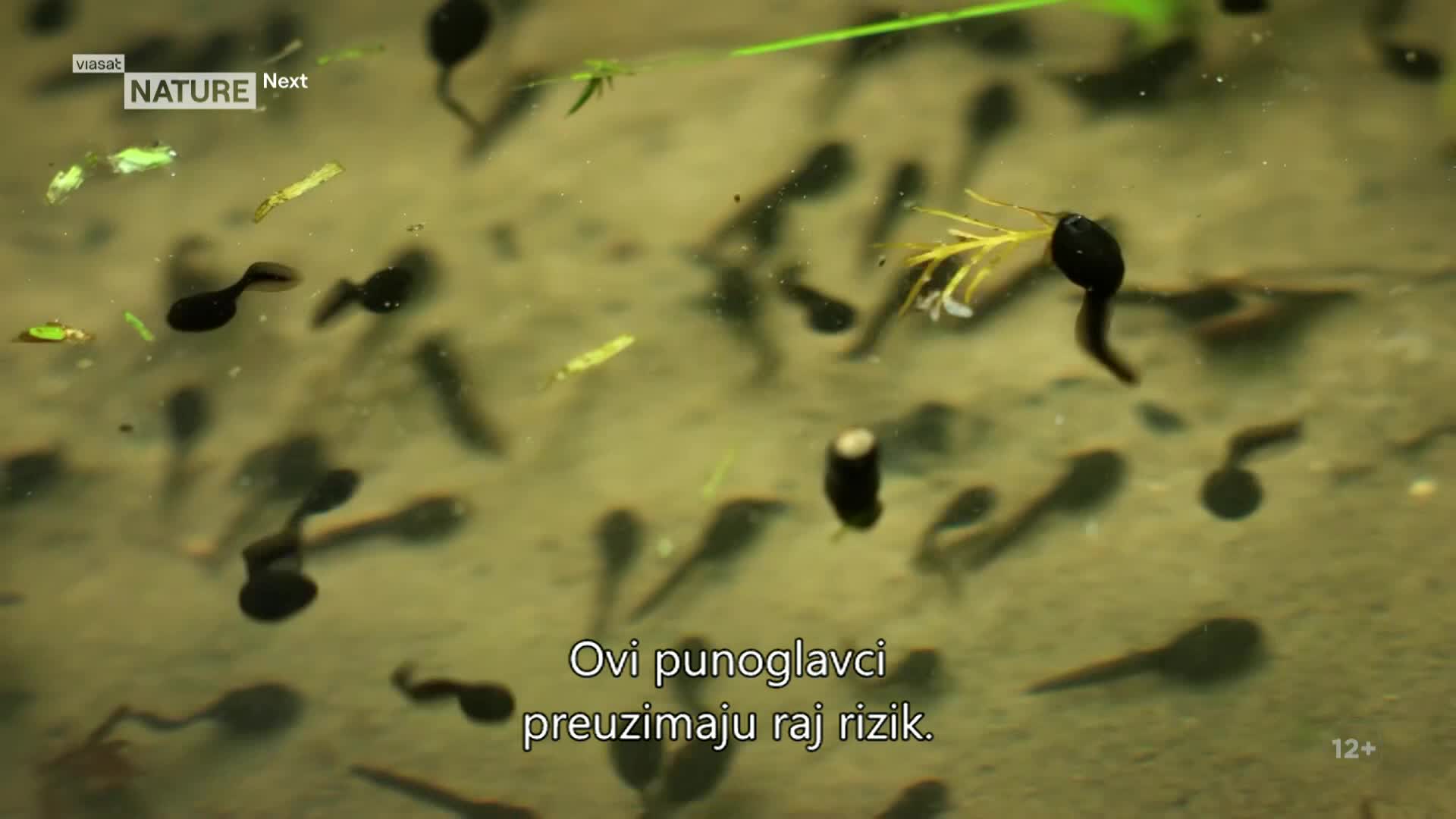ViasatNature