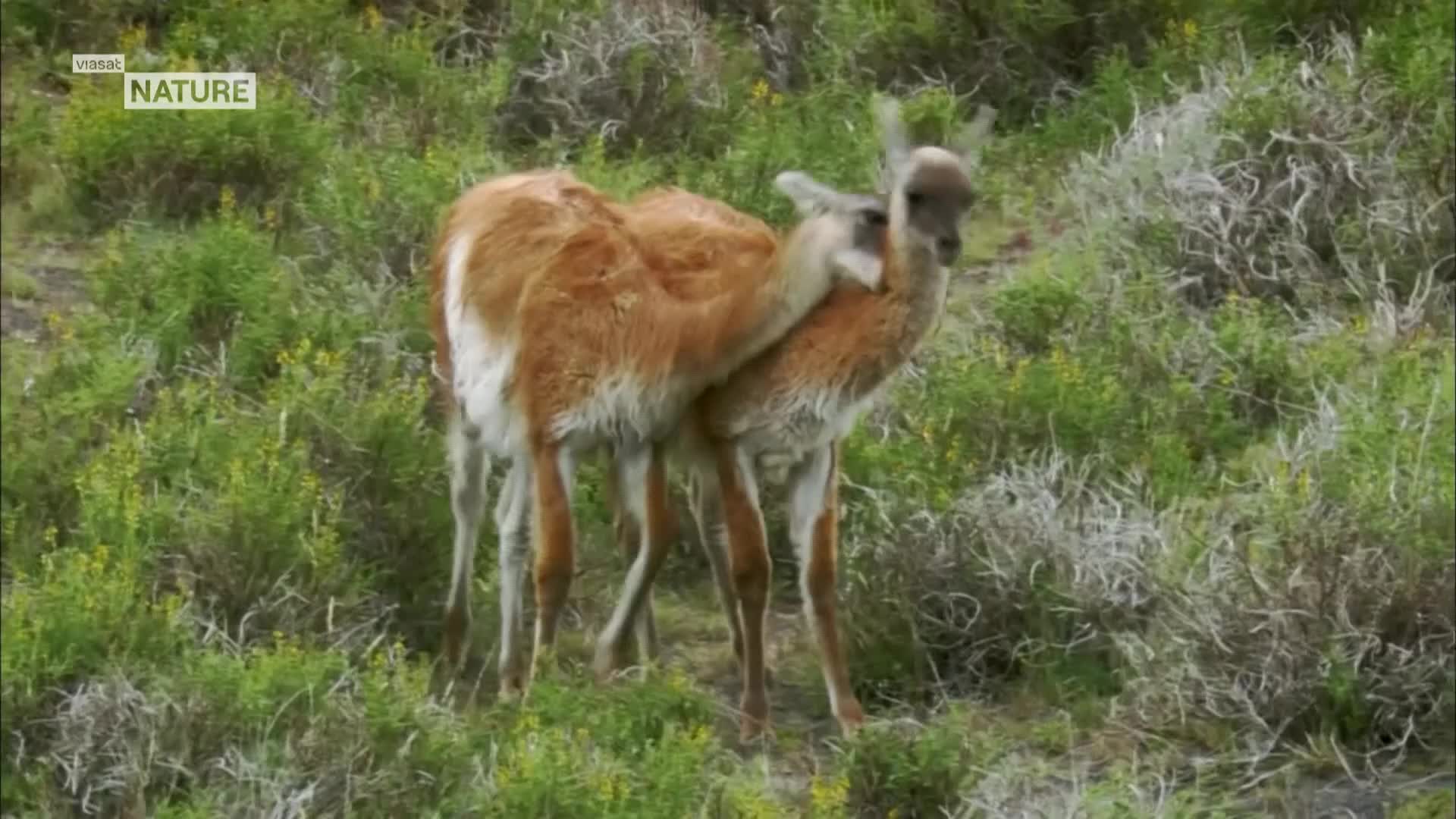 ViasatNature