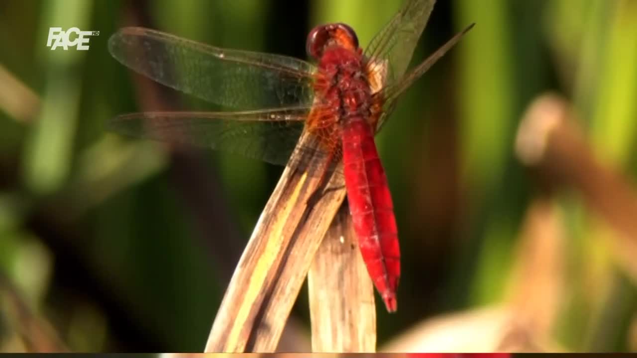 FaceTV
