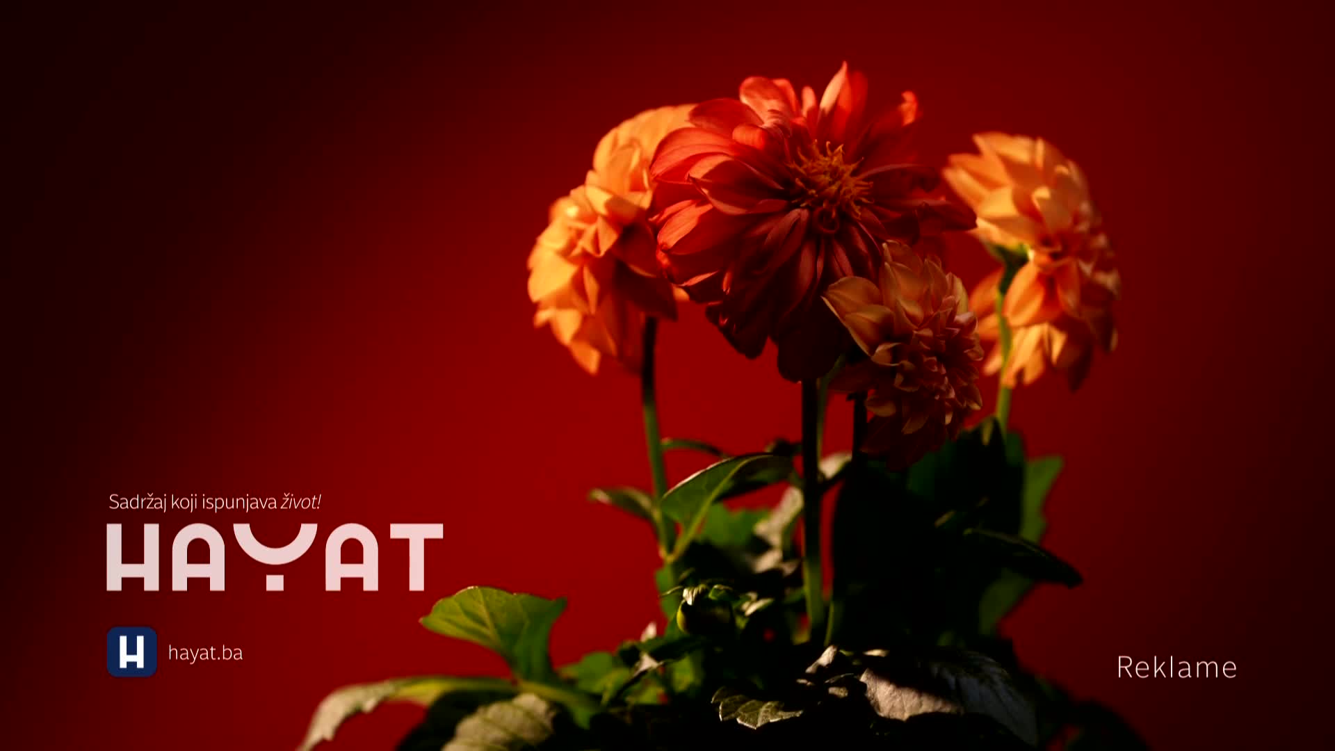 hayat