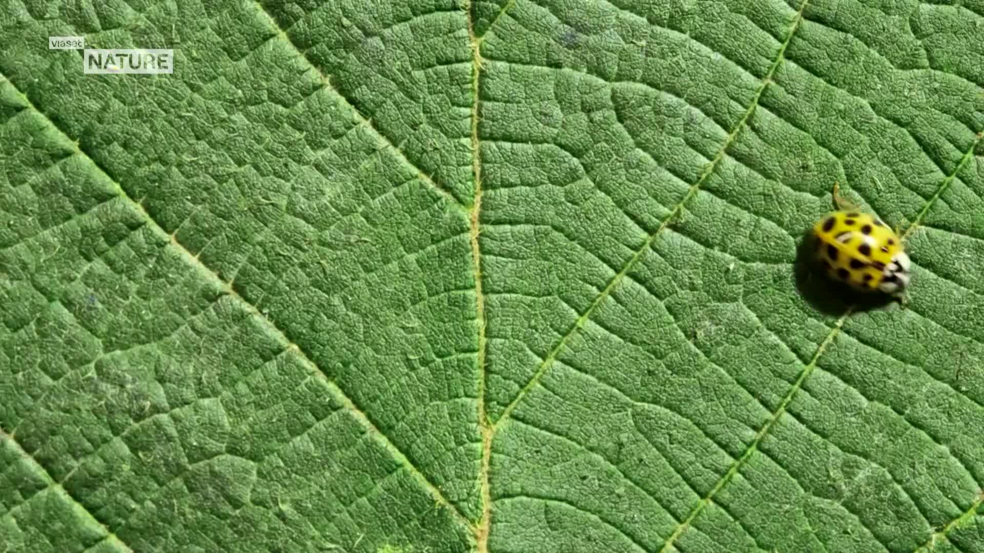 ViasatNature