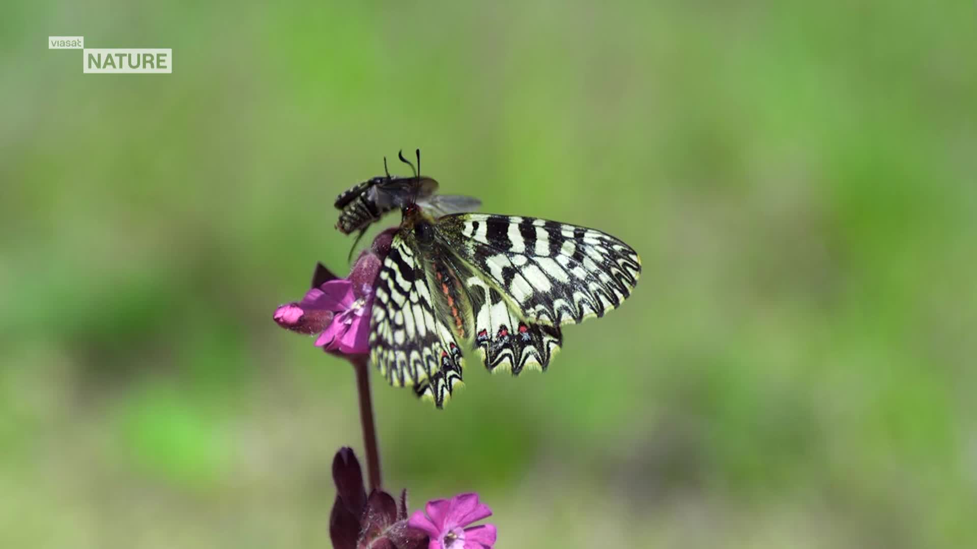 ViasatNature
