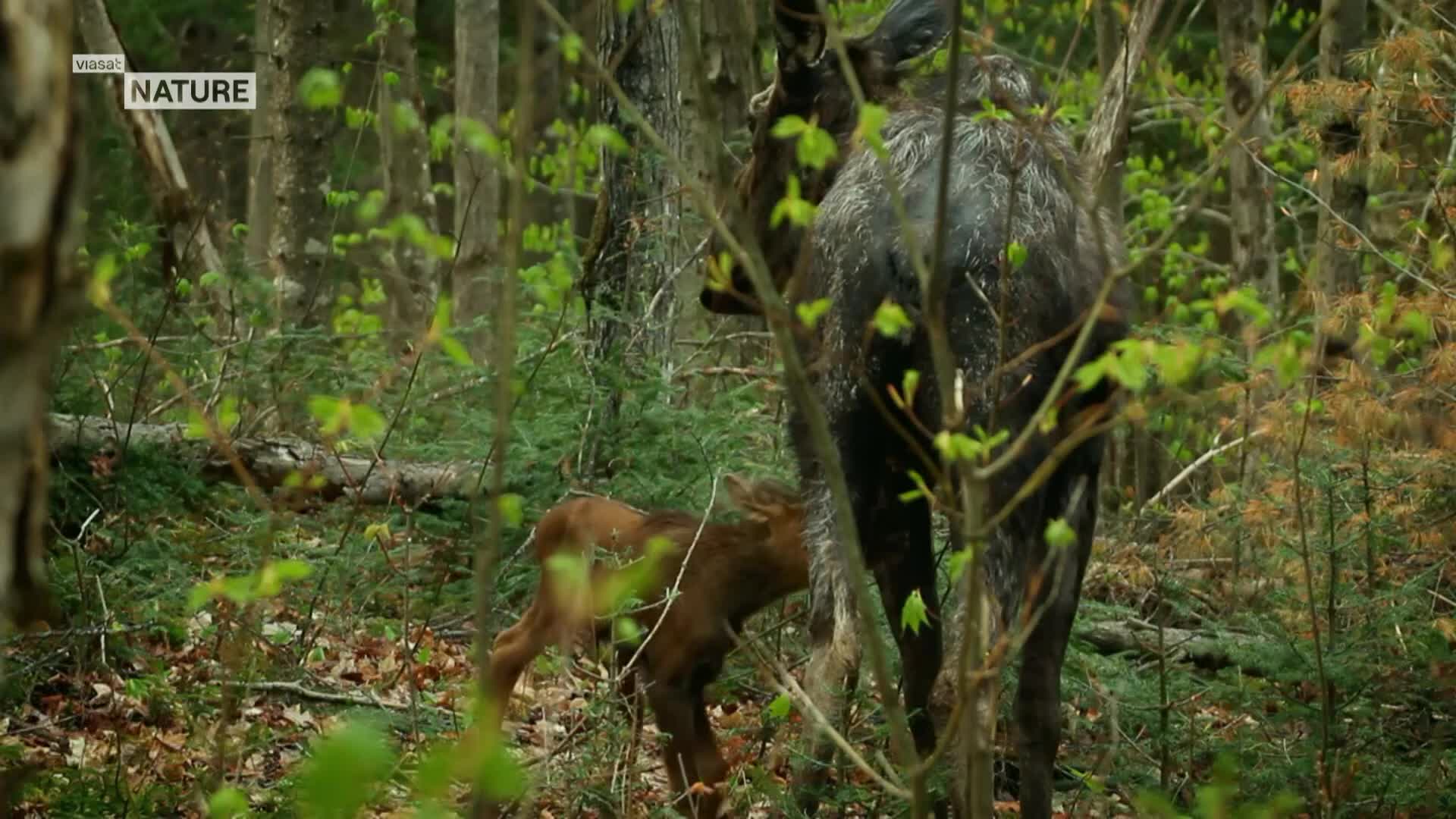 ViasatNature