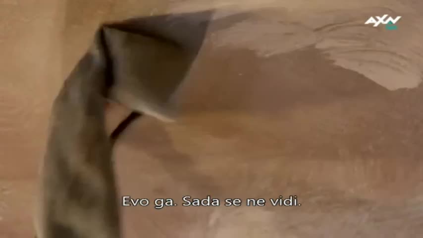 AXNSpin