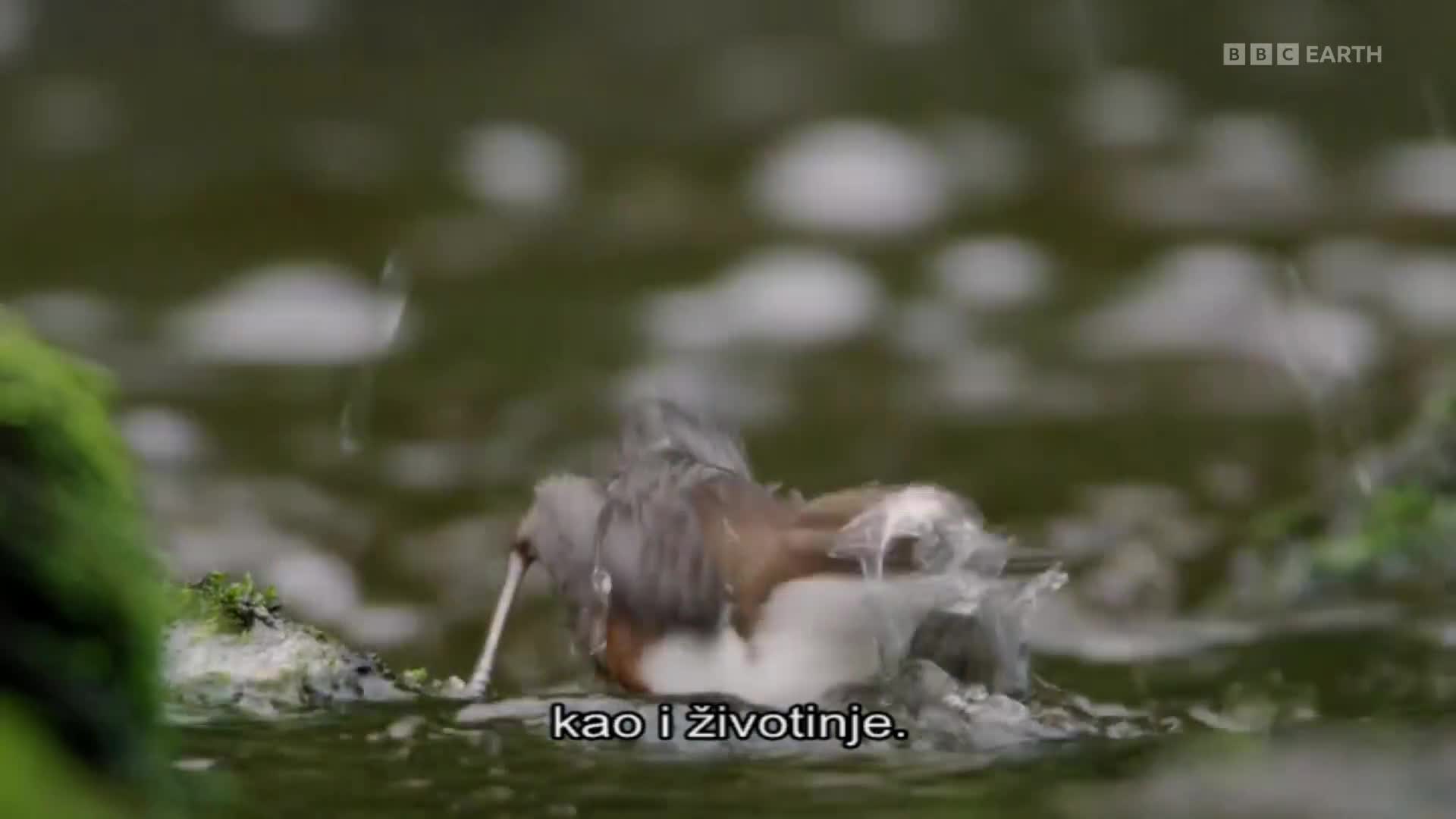 BBCEarth