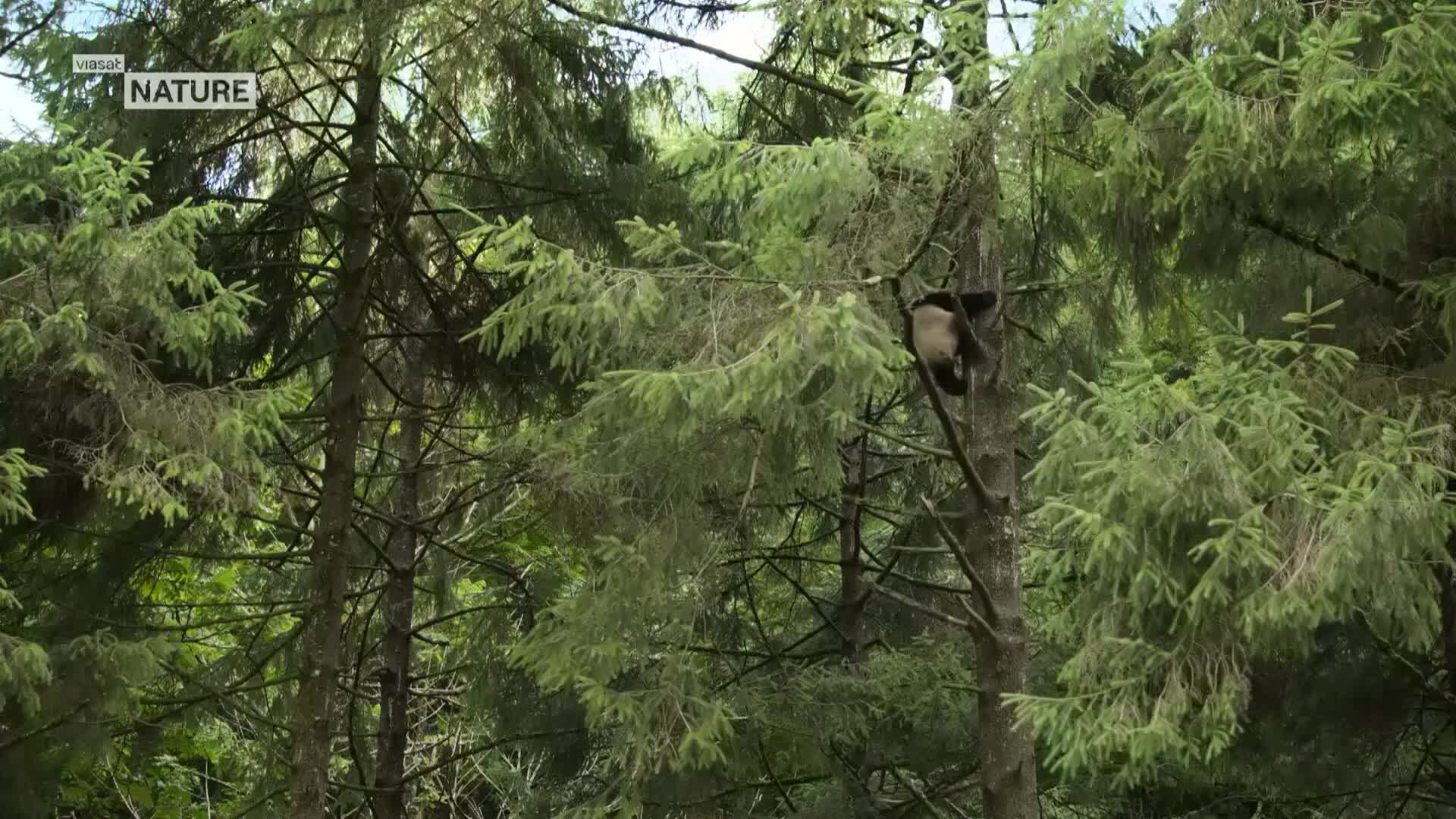 ViasatNature