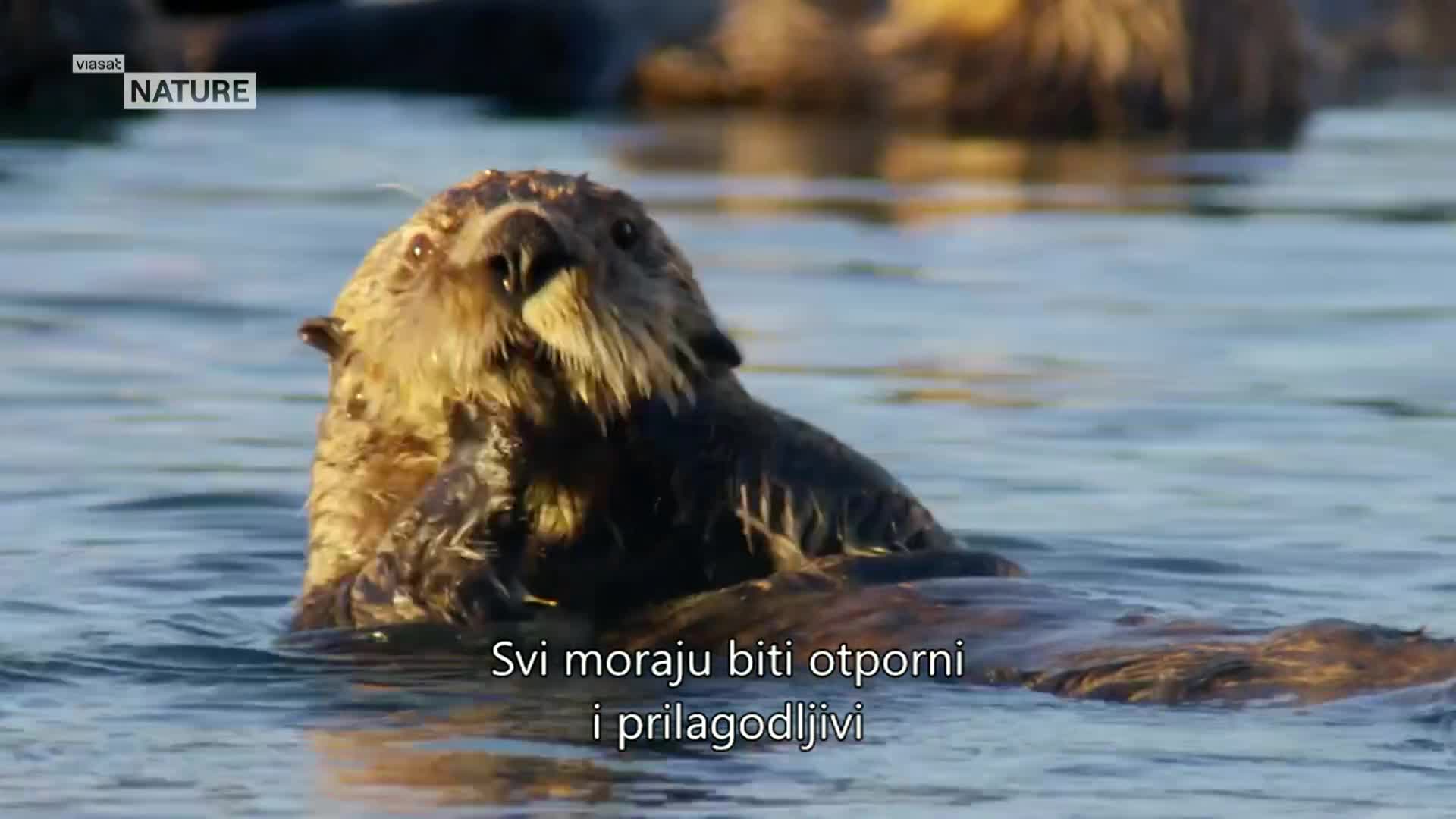 ViasatNature