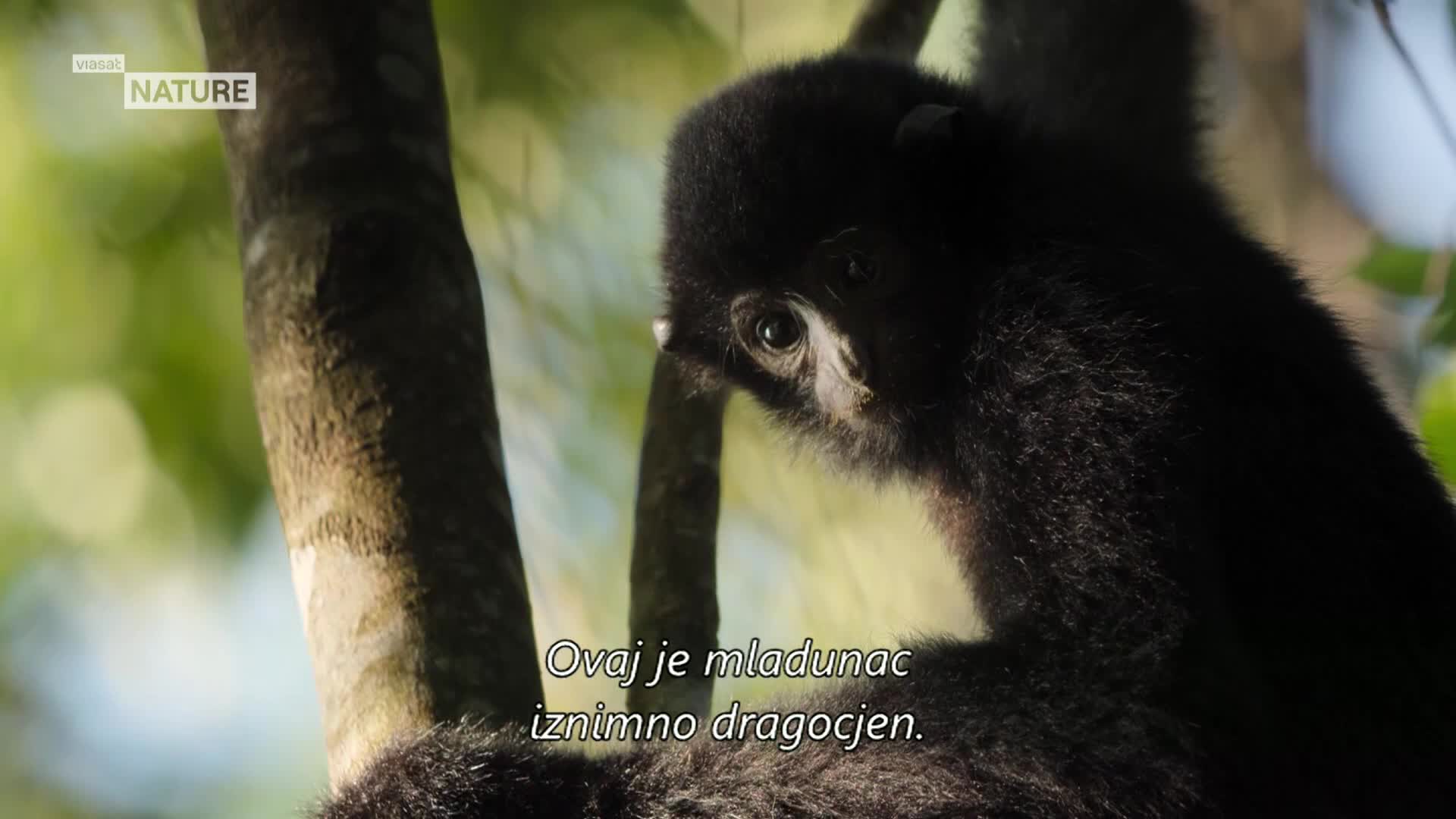 ViasatNature