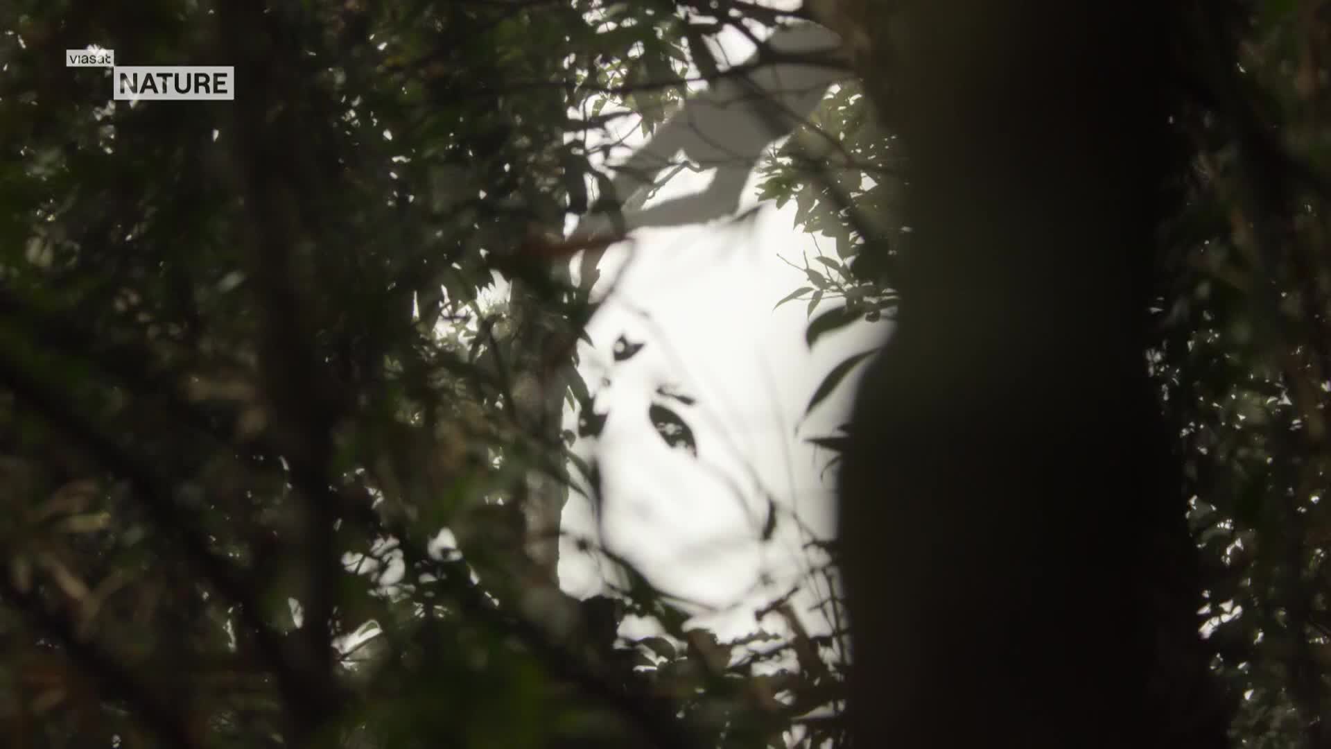 ViasatNature