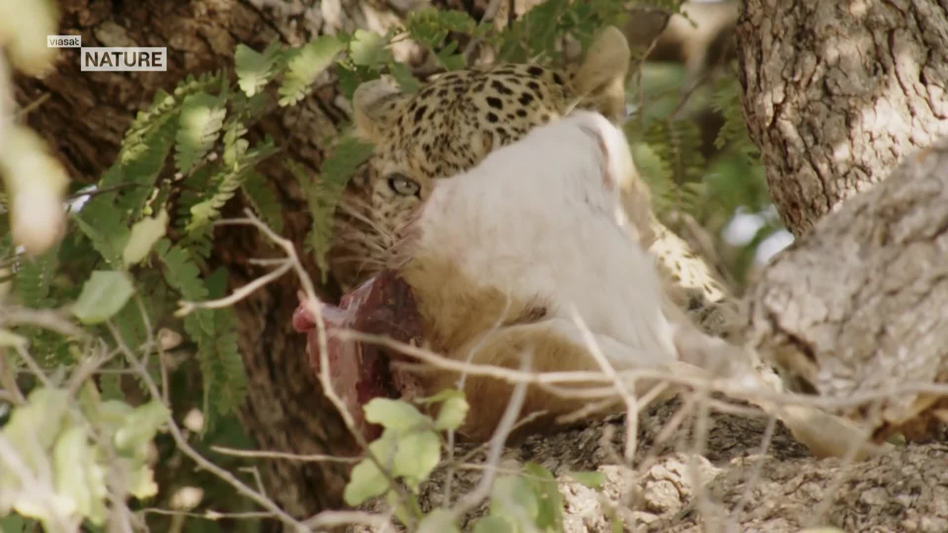 ViasatNature