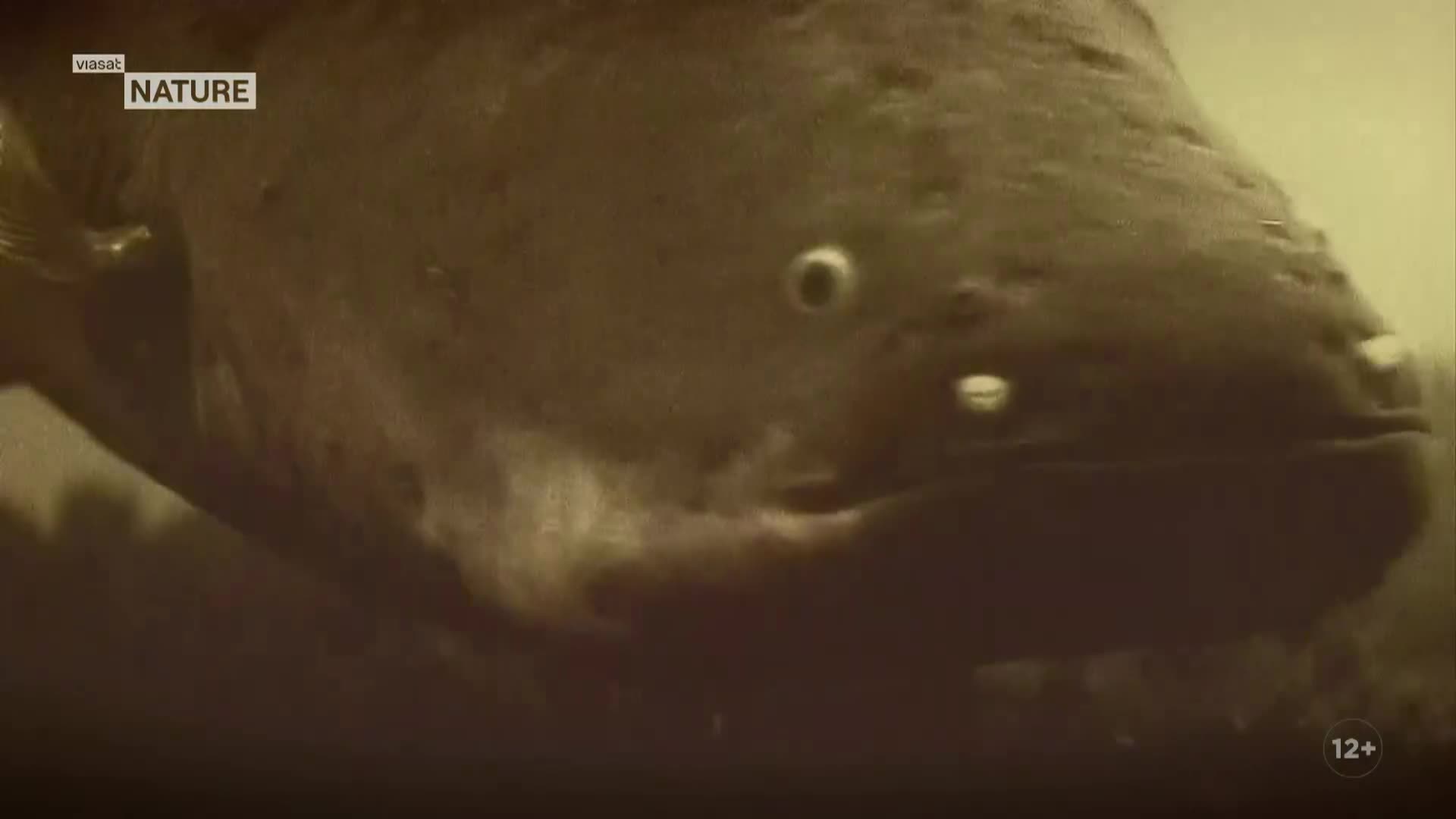 ViasatNature