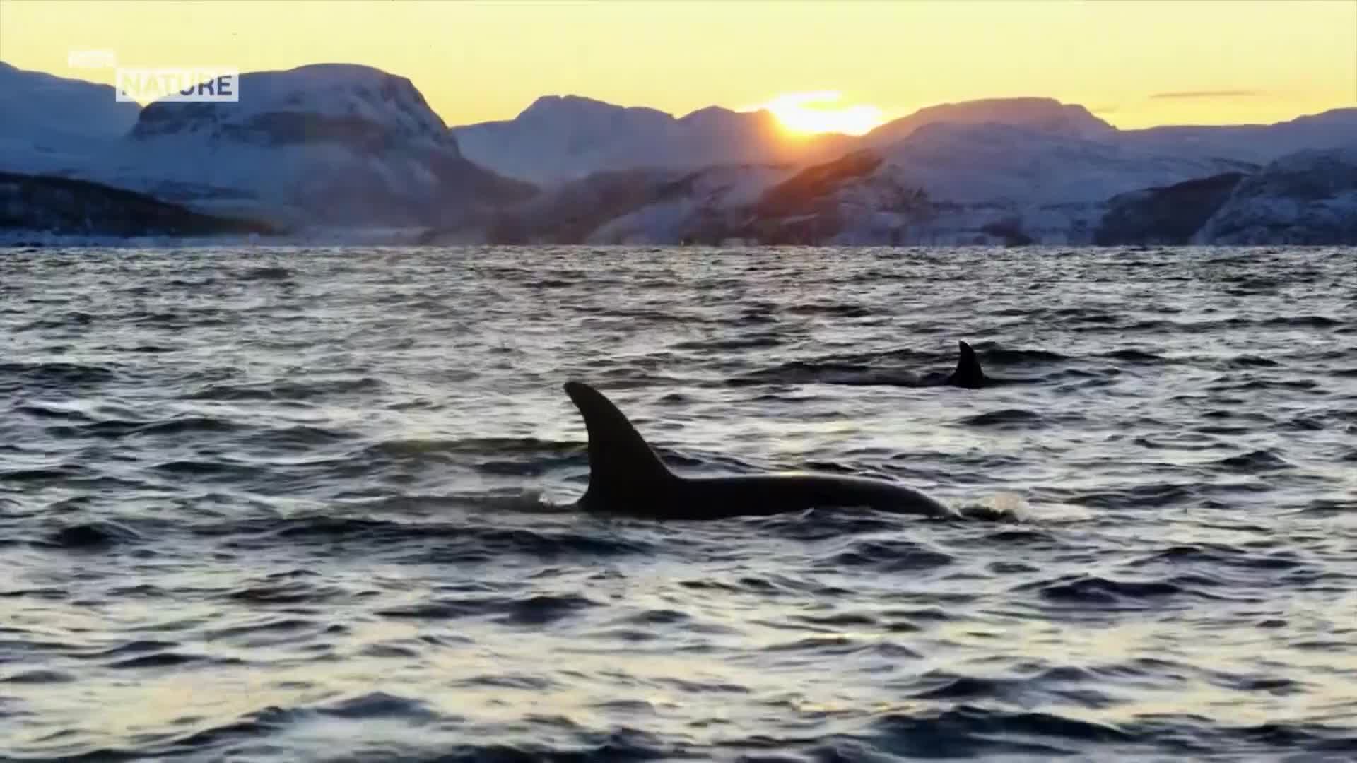 ViasatNature