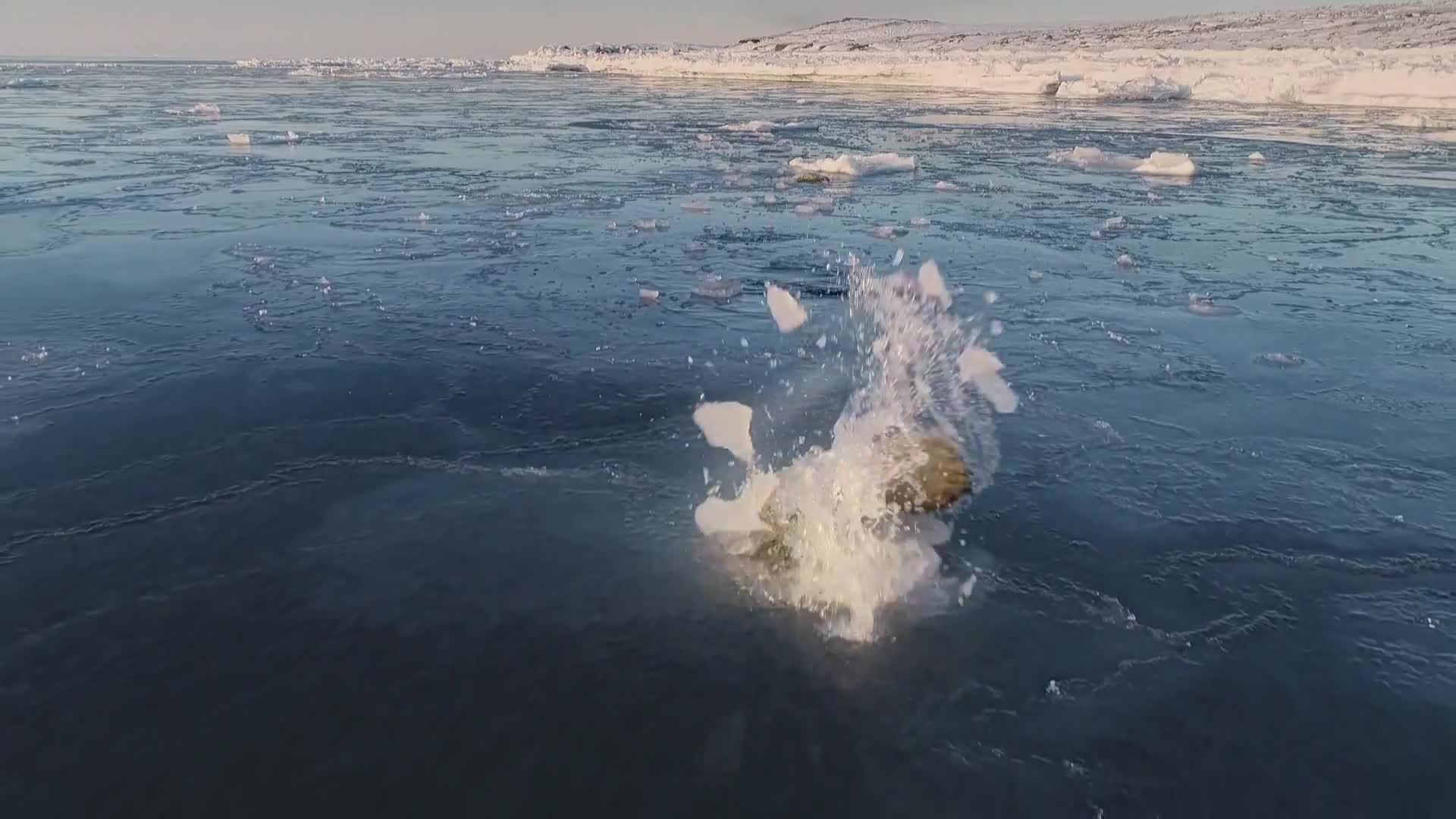 BBCEarth