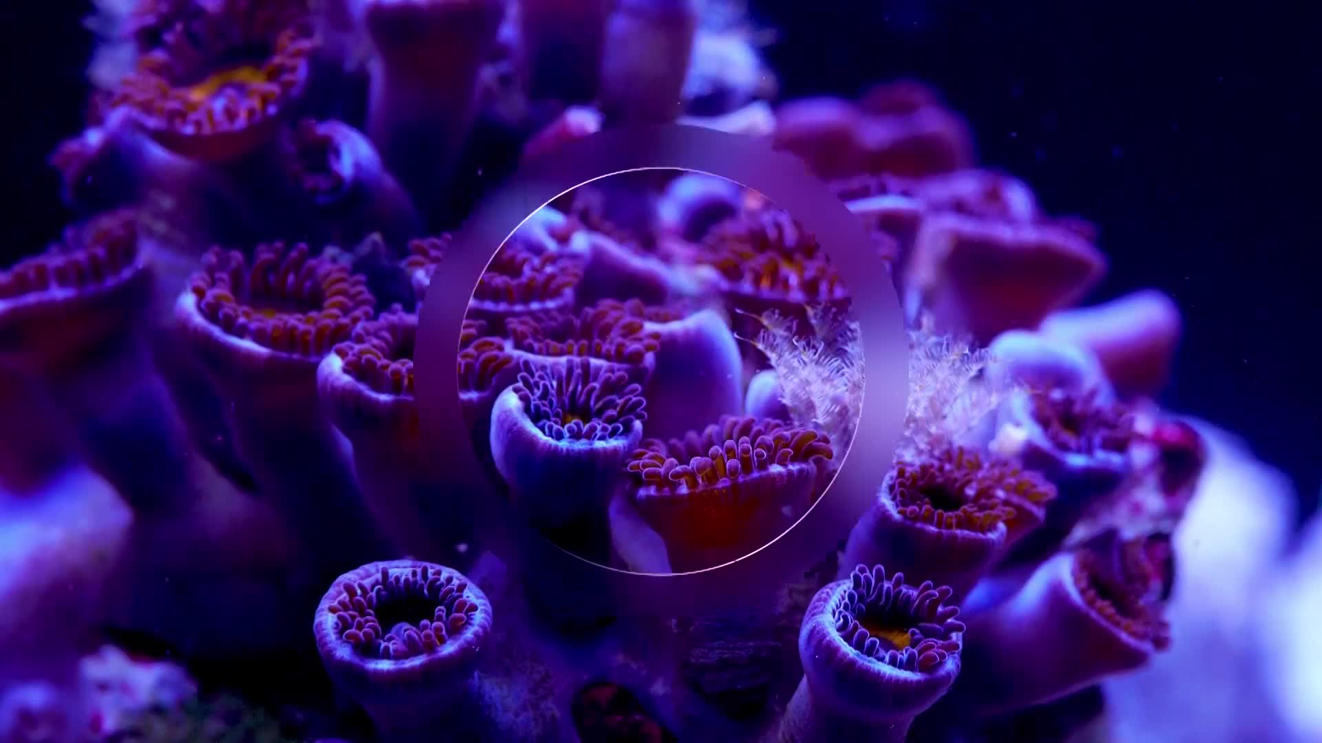 BBCEarth