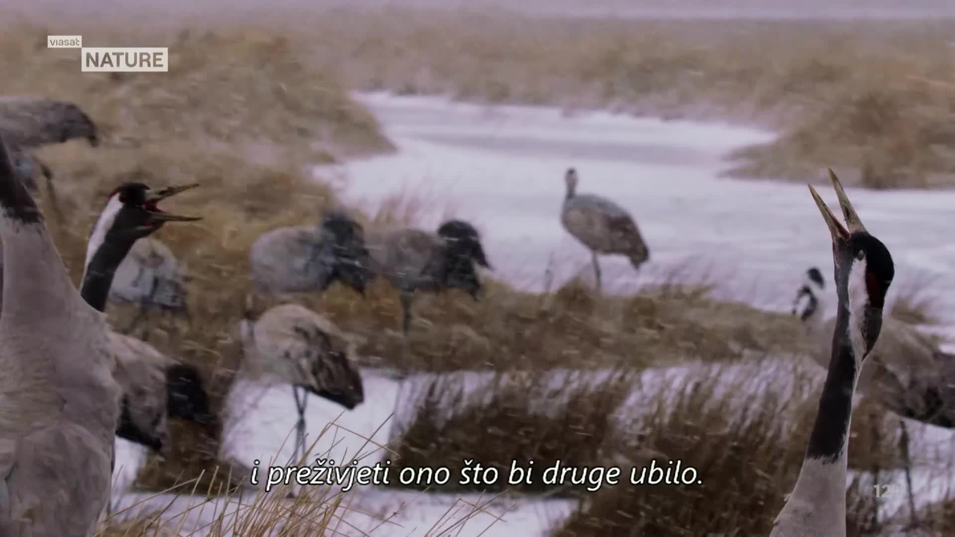 ViasatNature