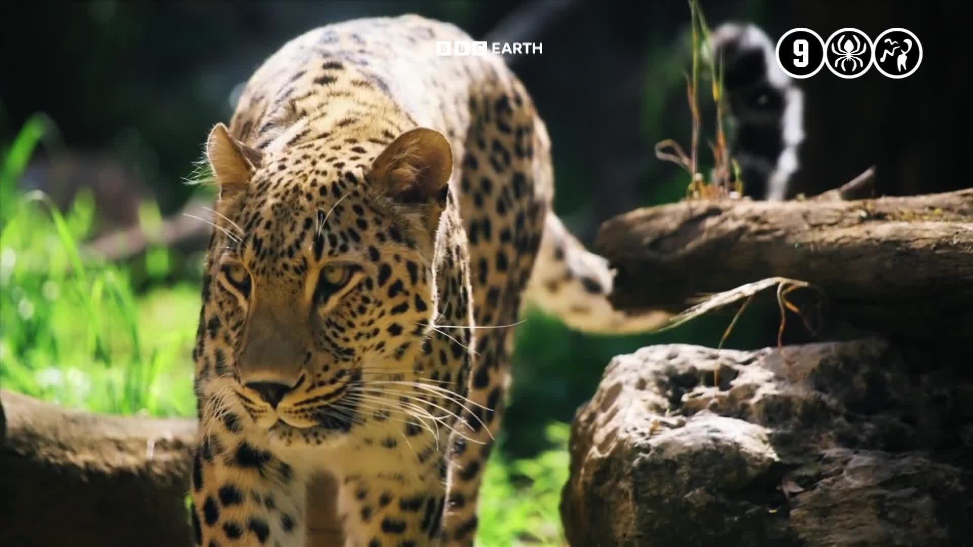 BBCEarth