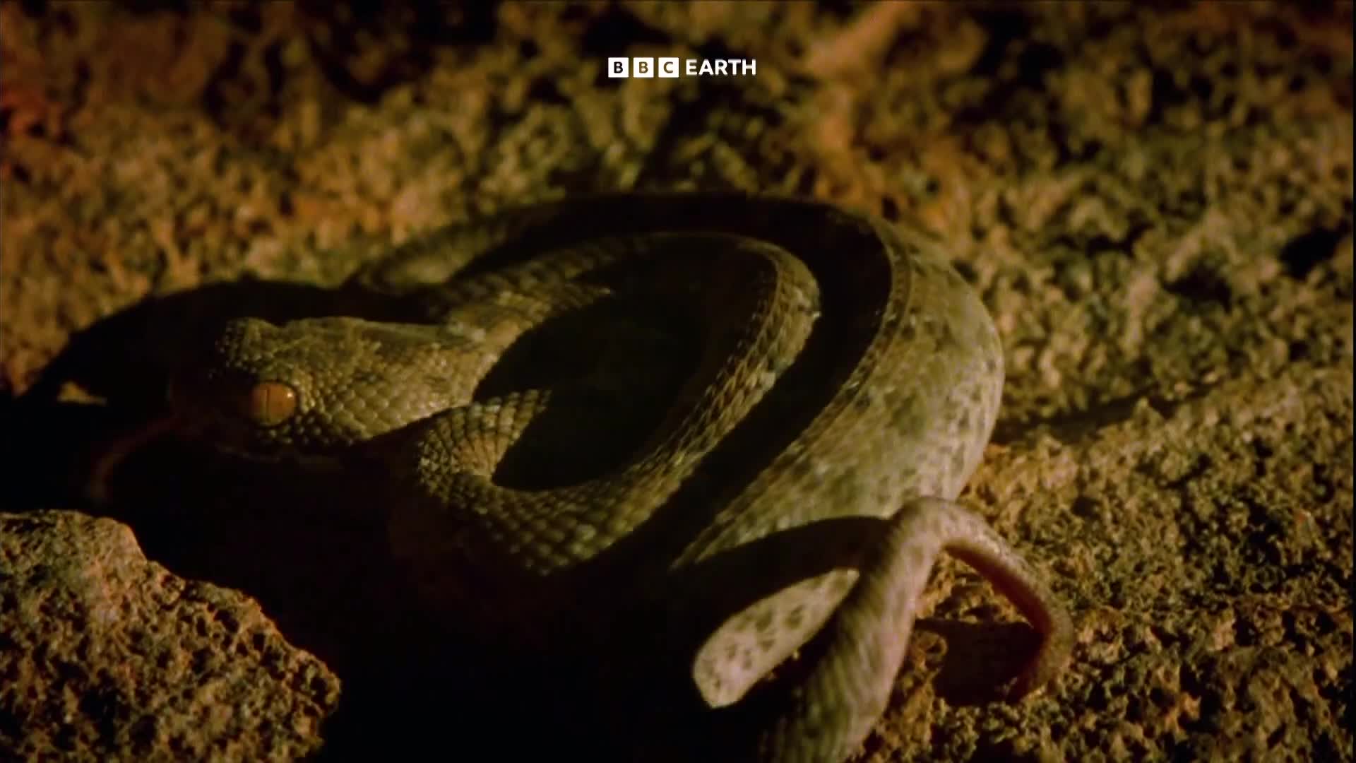 BBCEarth