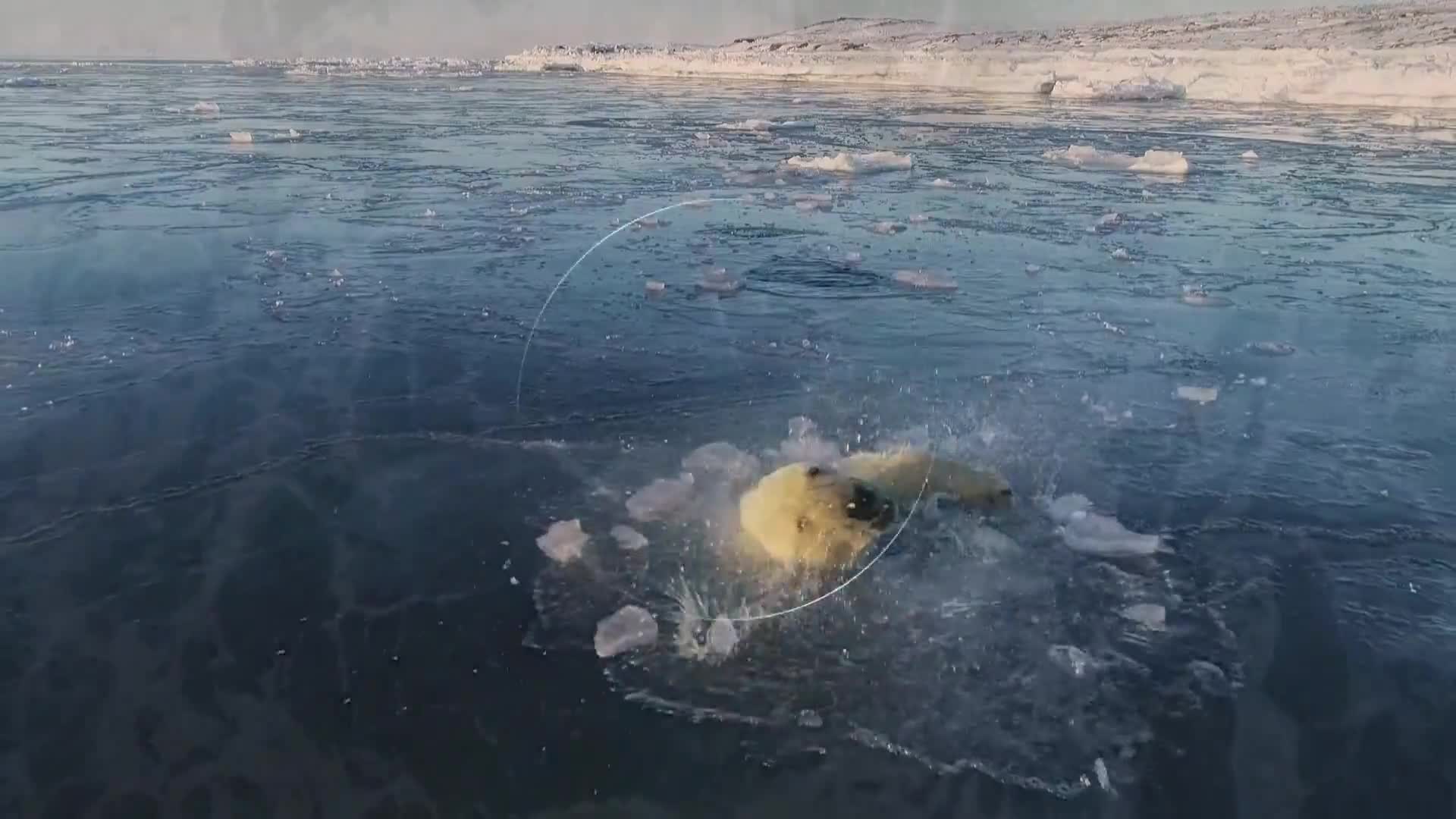 BBCEarth