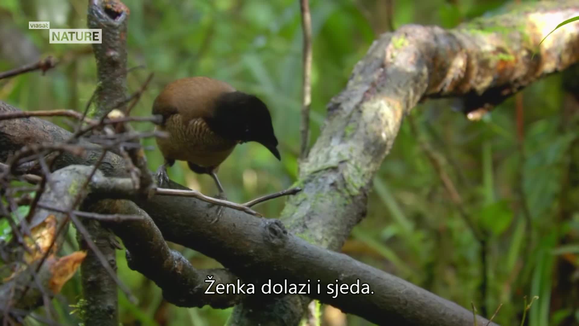 ViasatNature