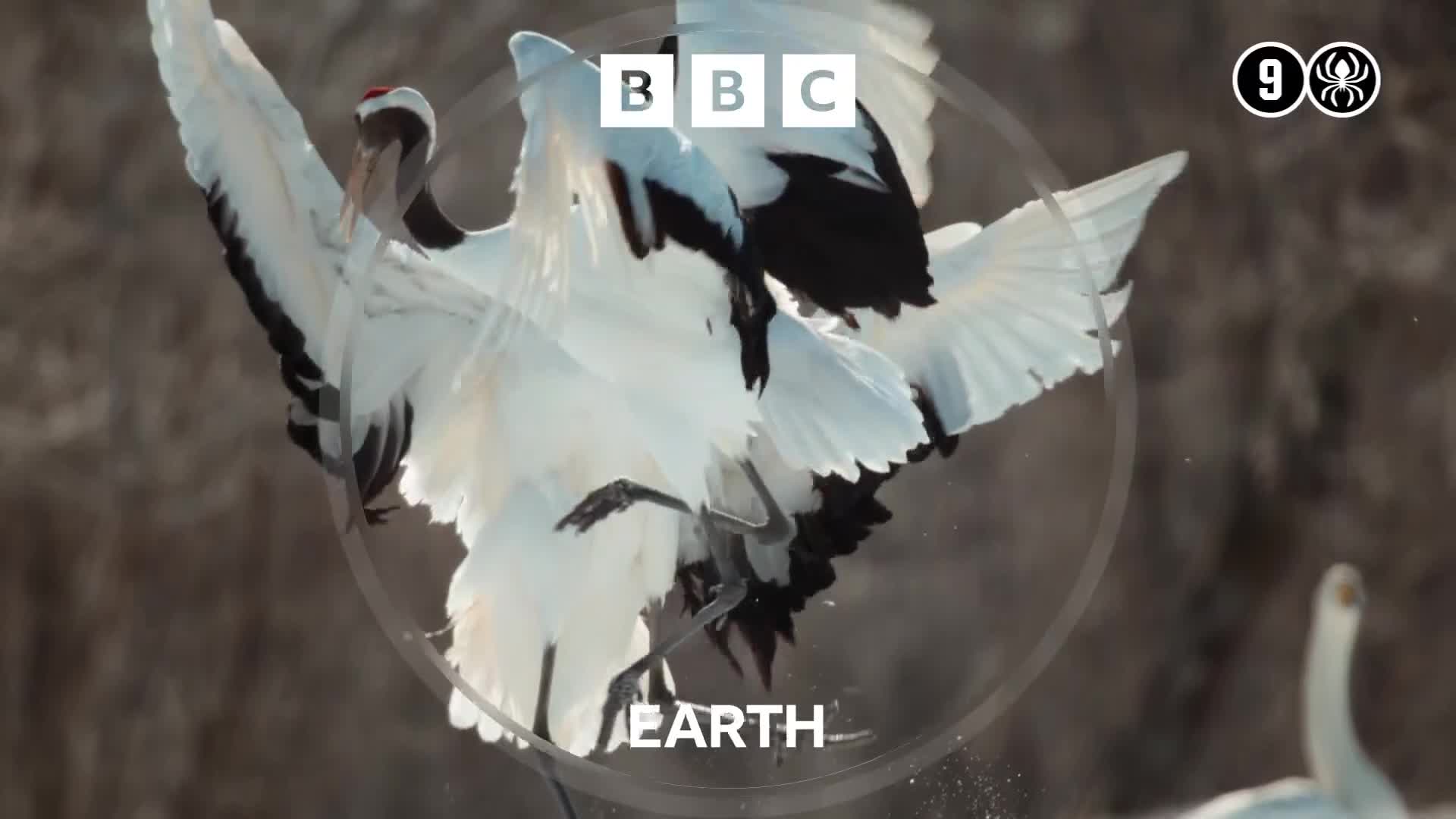 BBCEarth