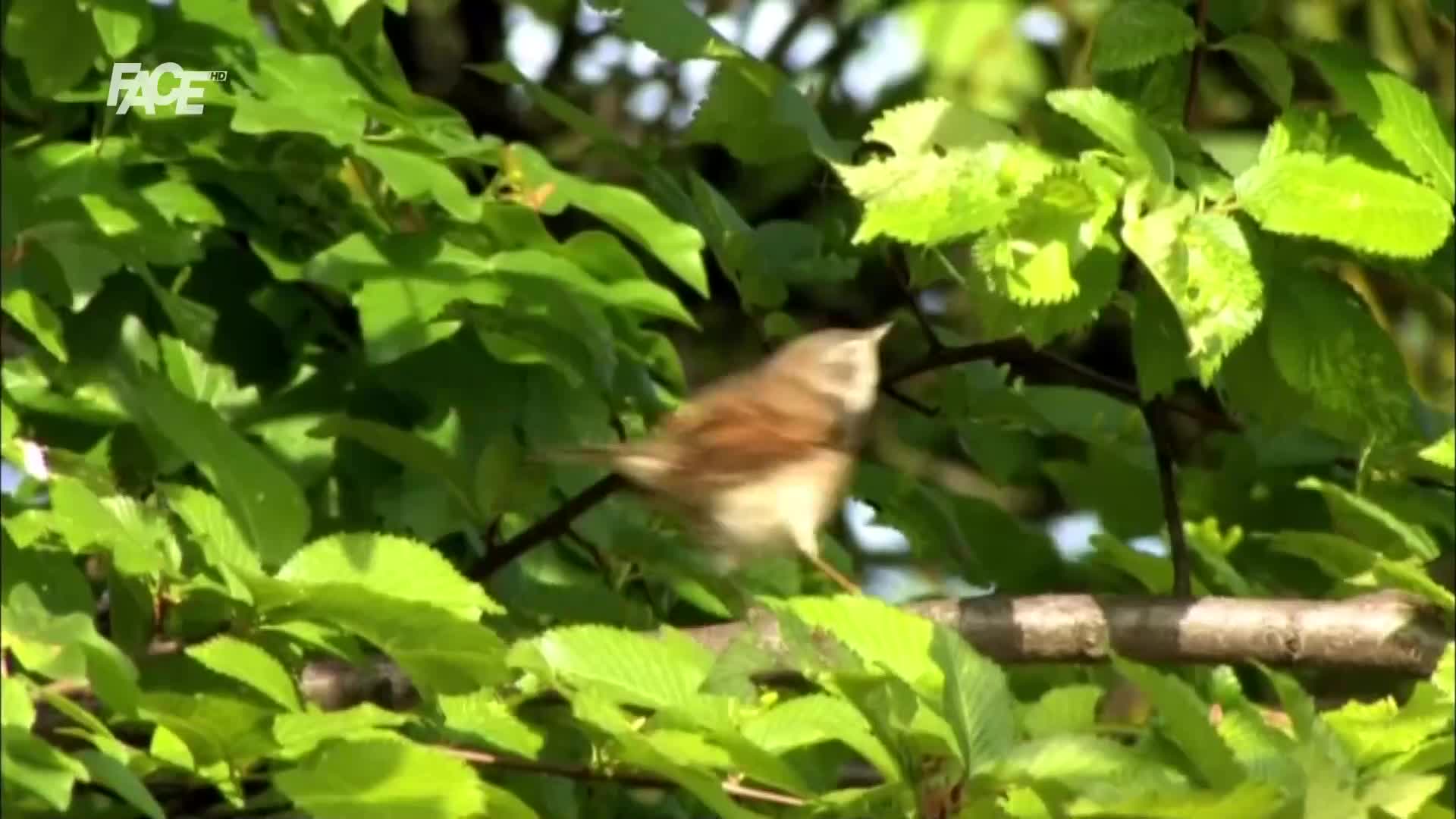 FaceTV