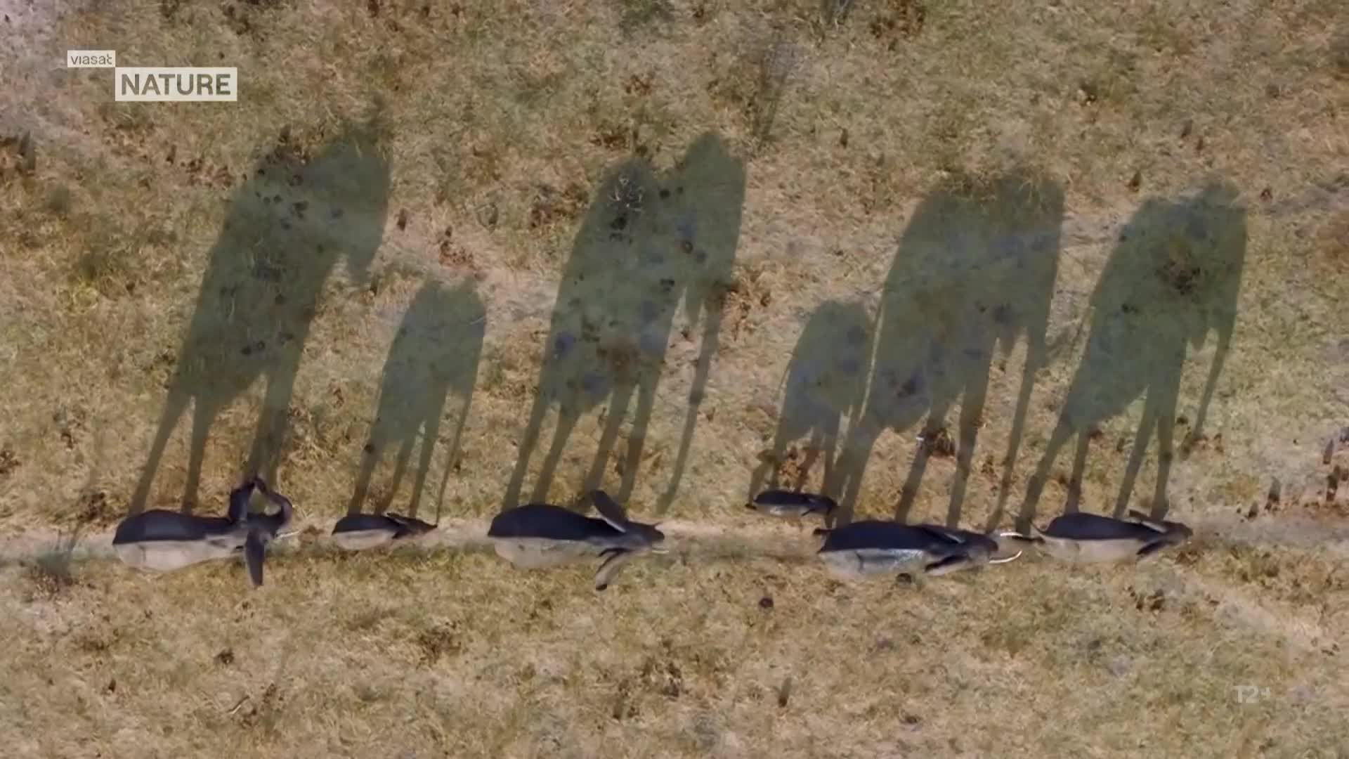 ViasatNature