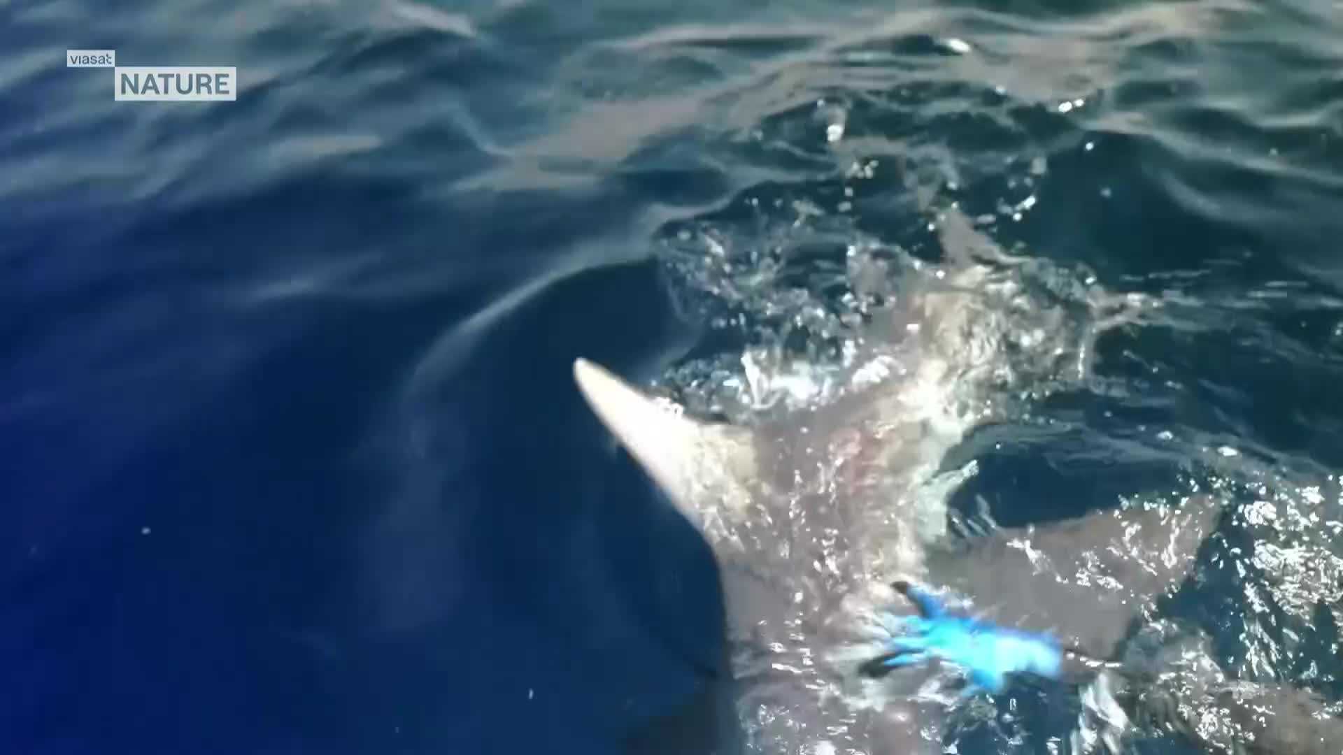 ViasatNature
