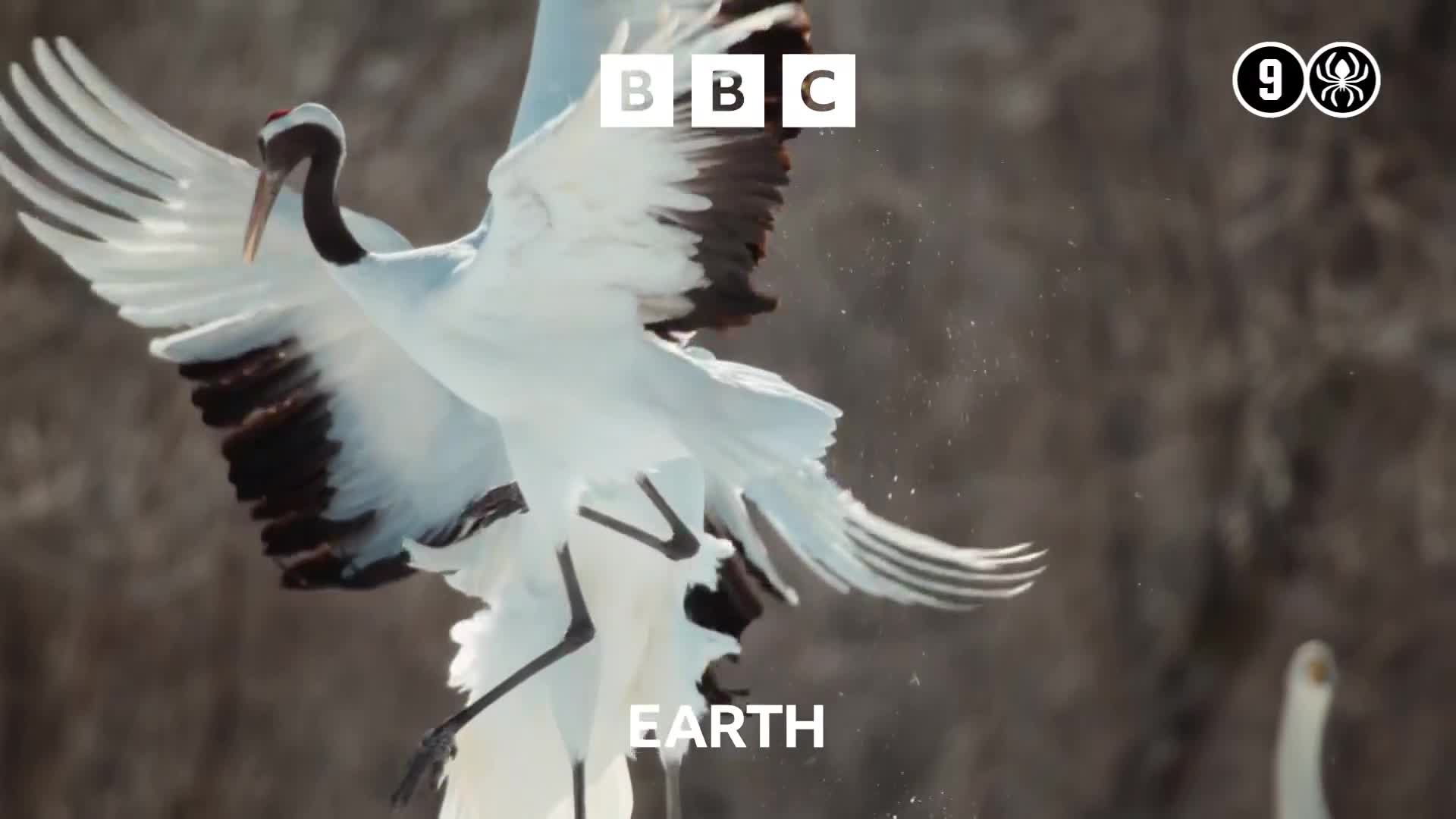 BBCEarth