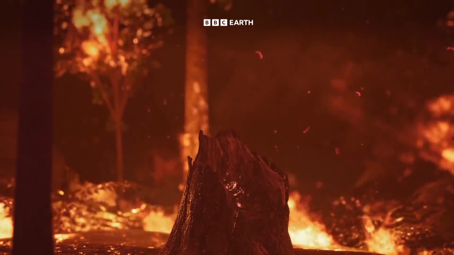 BBCEarth