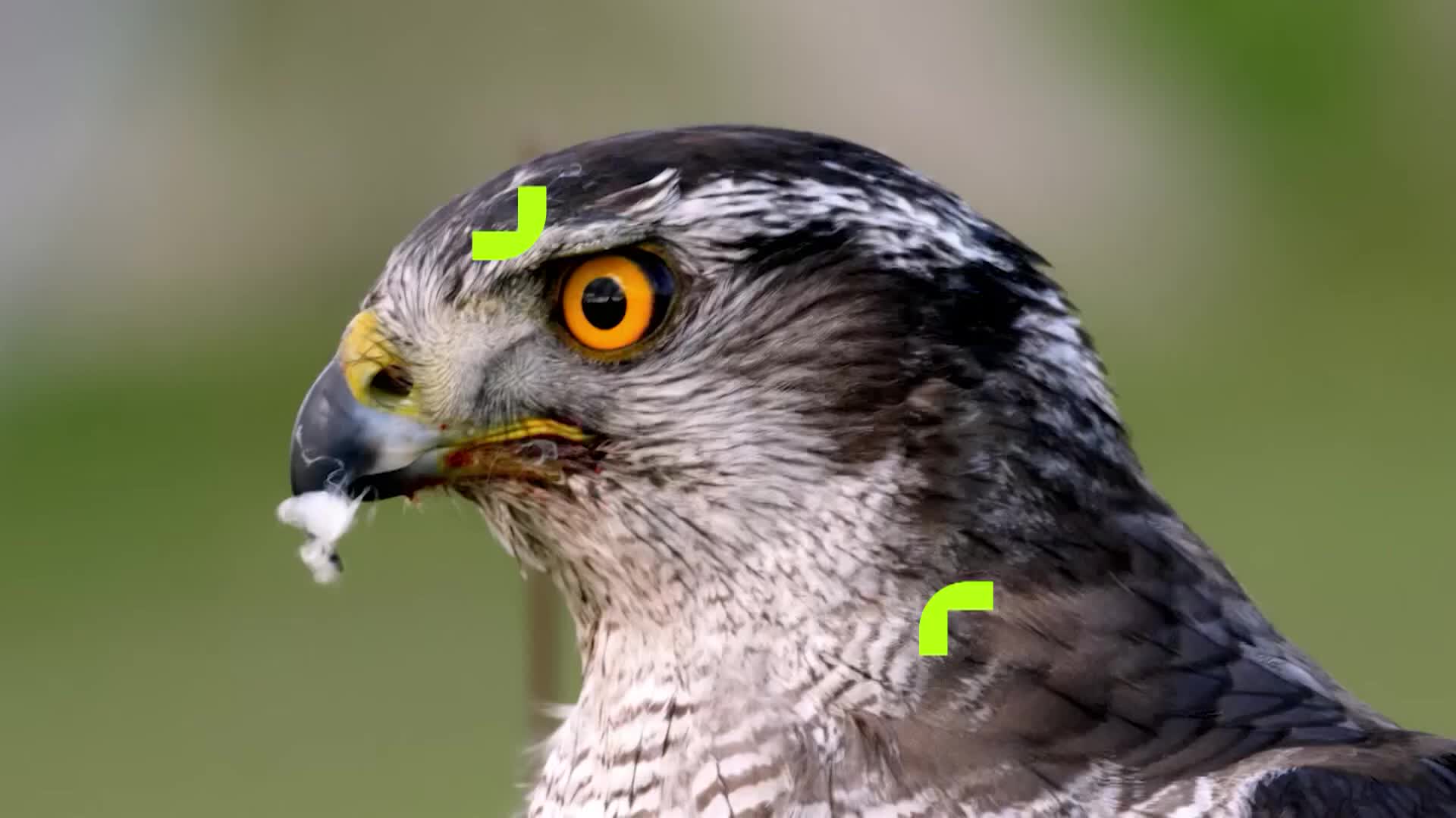 ViasatNature