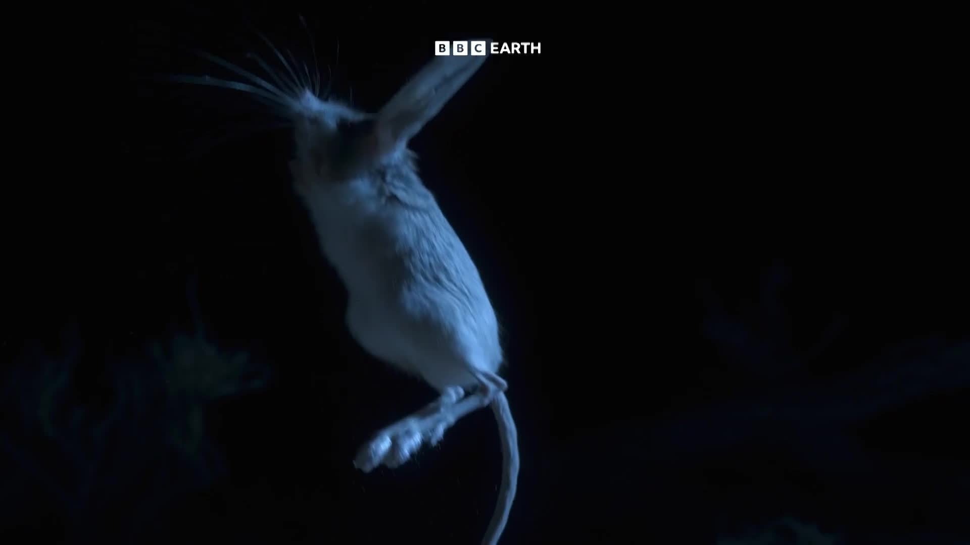 BBCEarth