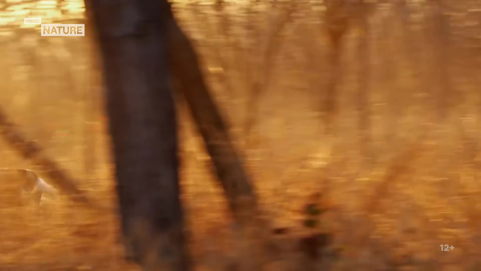 ViasatNature