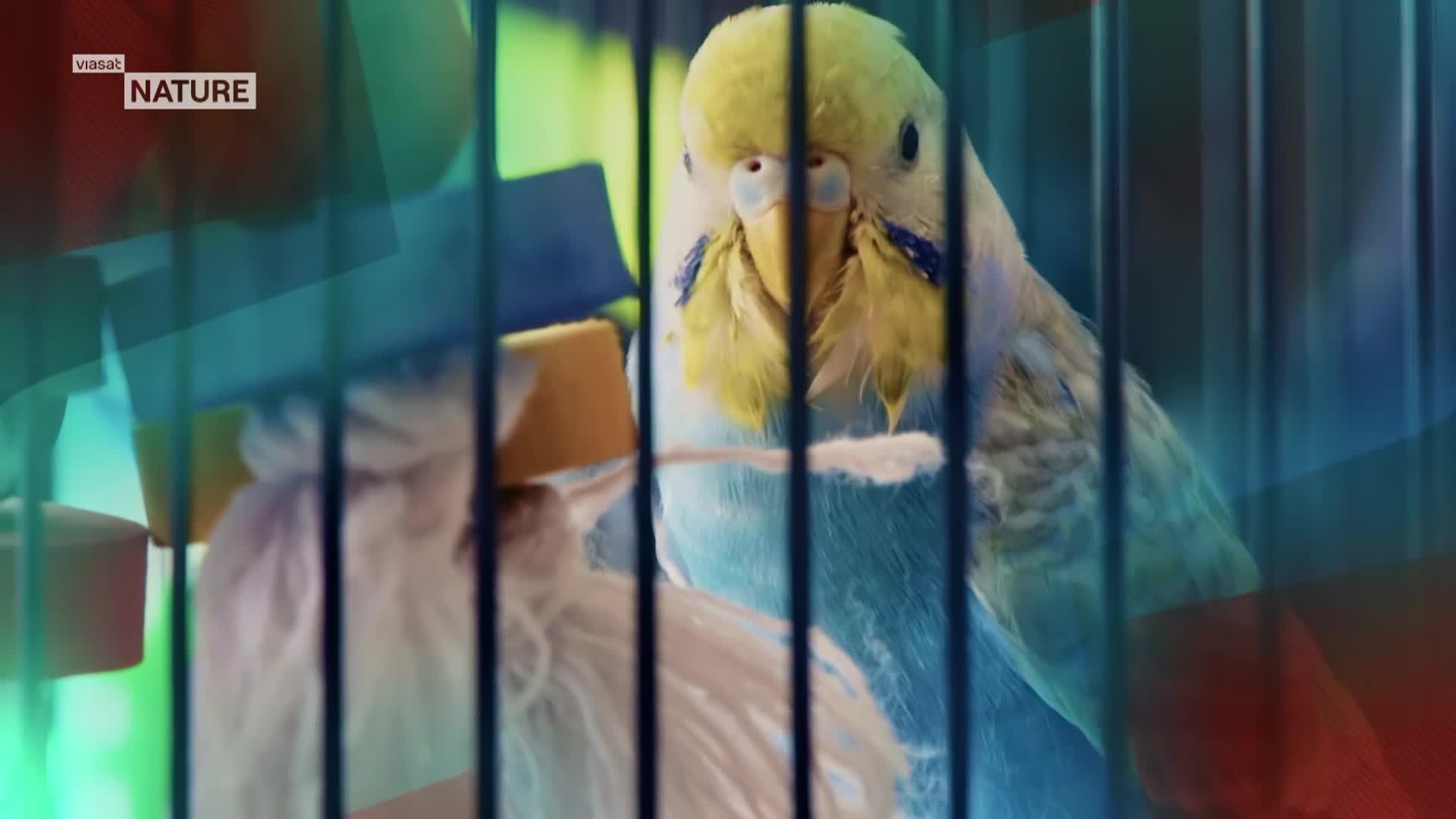 ViasatNature